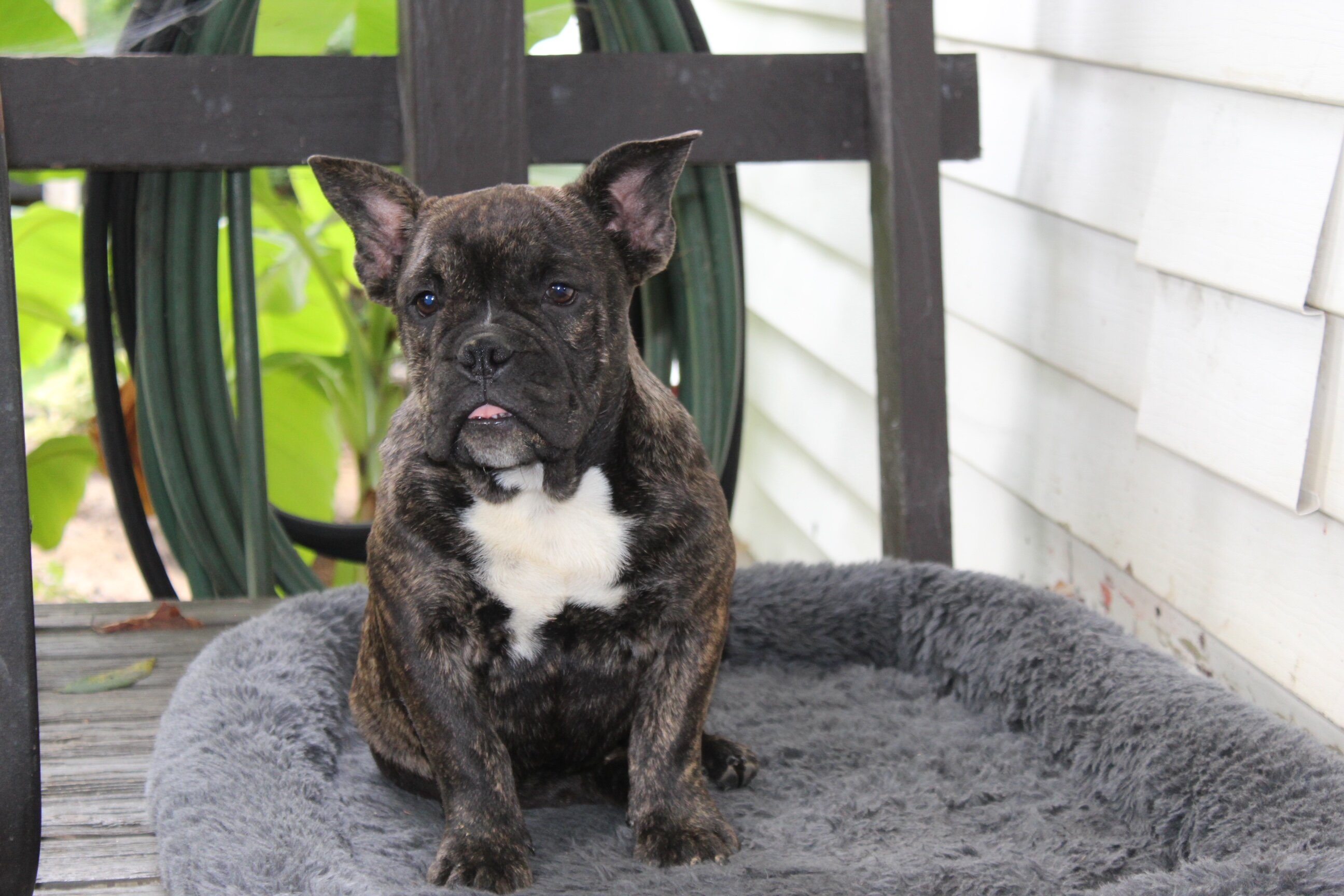 Jackson Male English Bulldog image 6