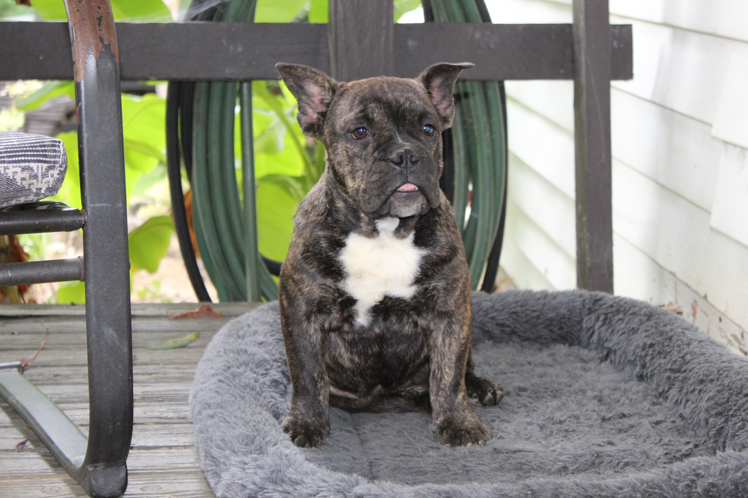 Jackson Male English Bulldog image 4