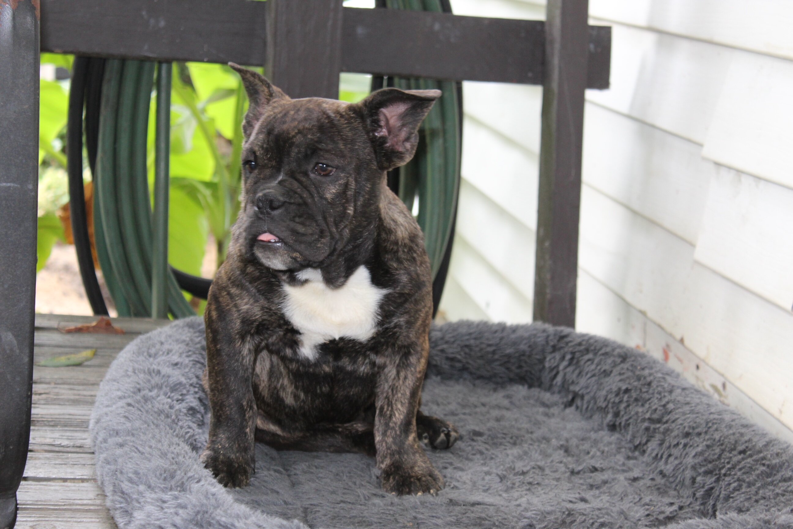 Jackson Male English Bulldog image 3