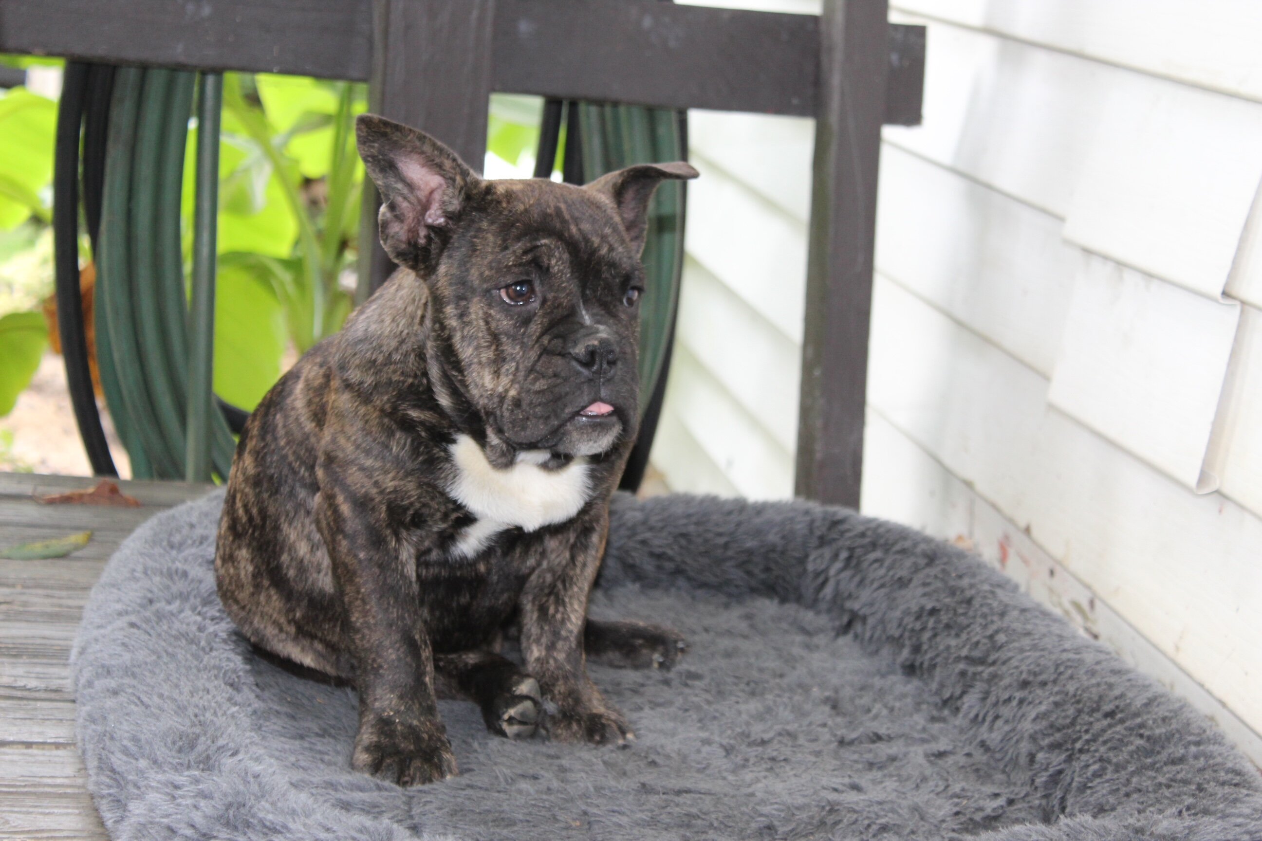 Jackson Male English Bulldog image 2