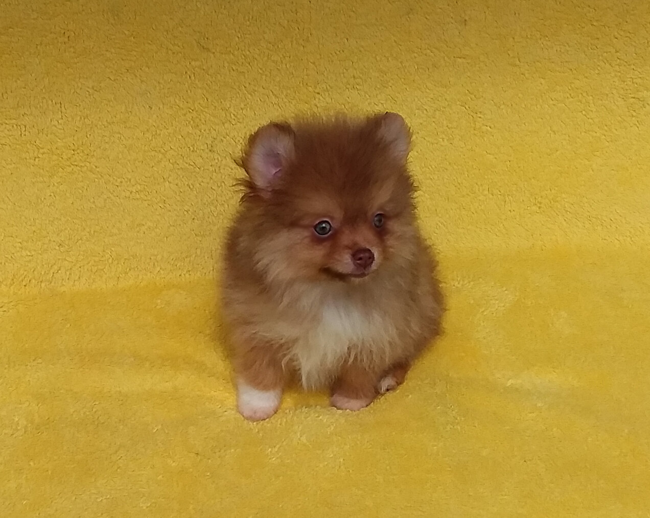 Tiny   Teddy  Bear Pomeranian  Puppy Male image 5