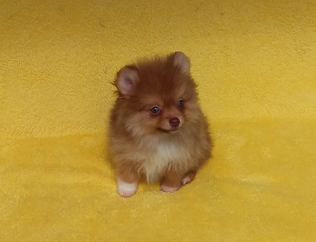 Tiny   Teddy  Bear Pomeranian  Puppy Male image 3