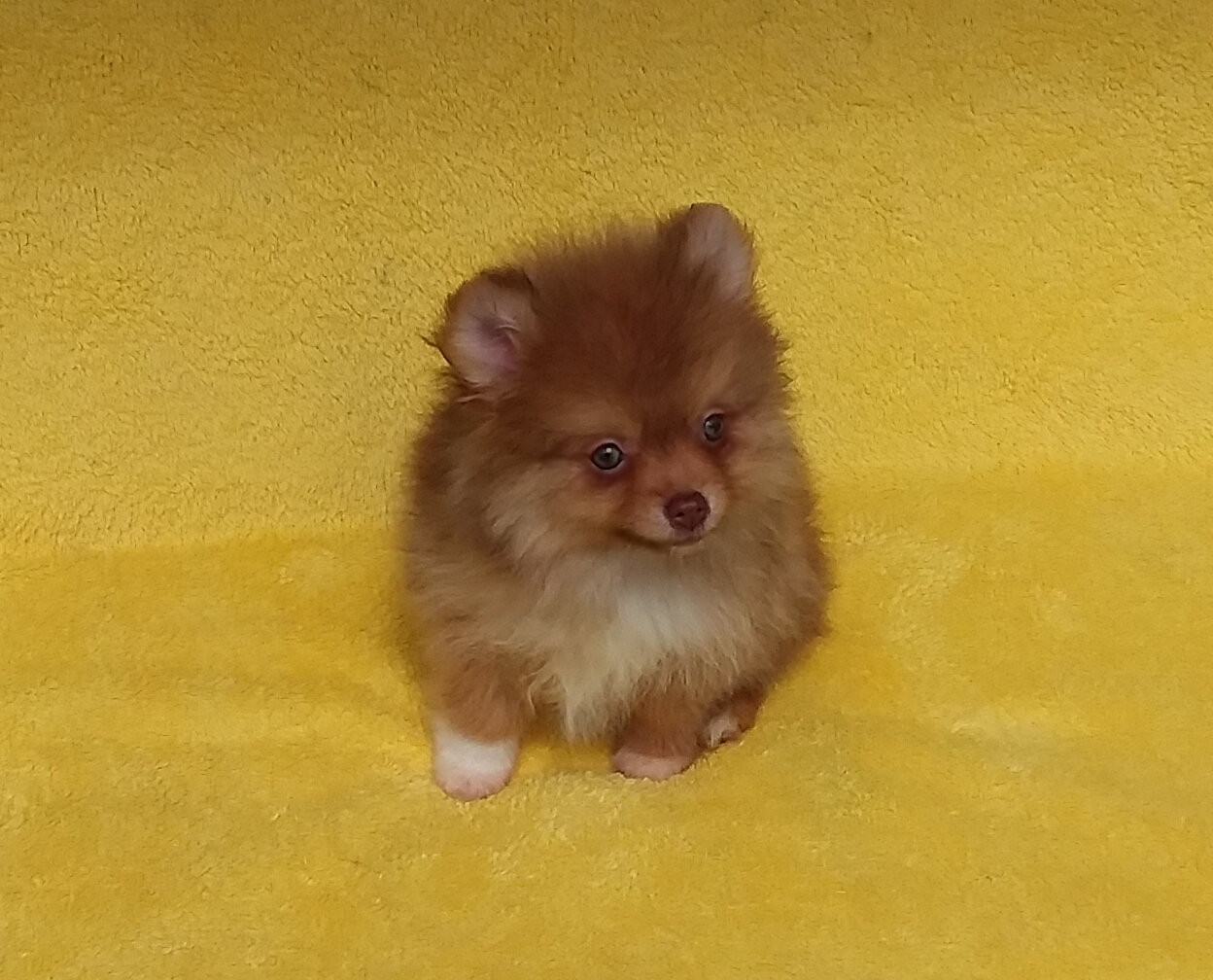 Tiny   Teddy  Bear Pomeranian  Puppy Male image 1