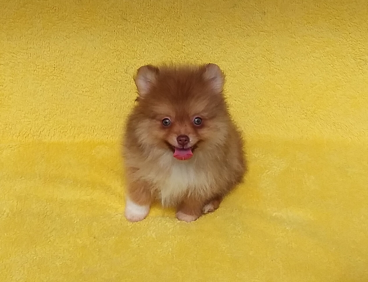 Tiny   Teddy  Bear Pomeranian  Puppy Male image 2