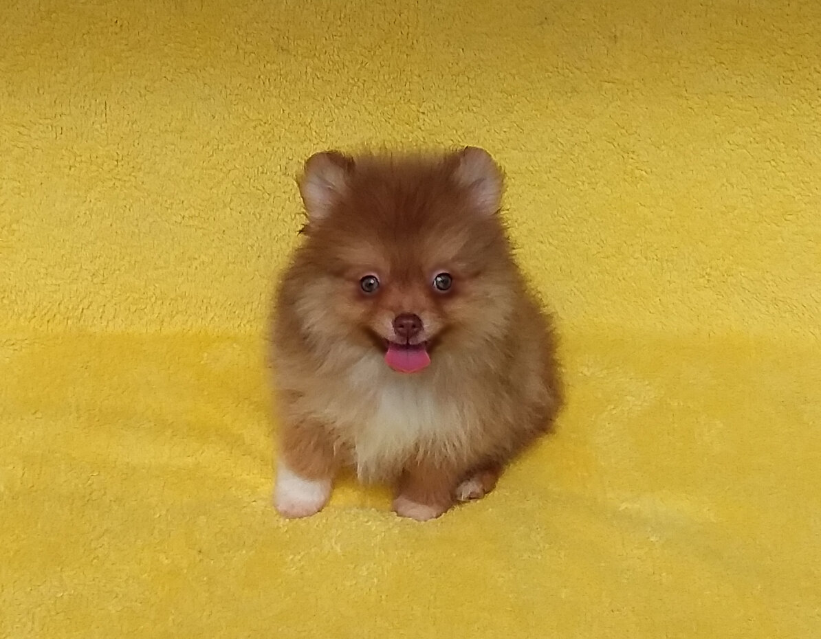 Tiny   Teddy  Bear Pomeranian  Puppy Male image 6