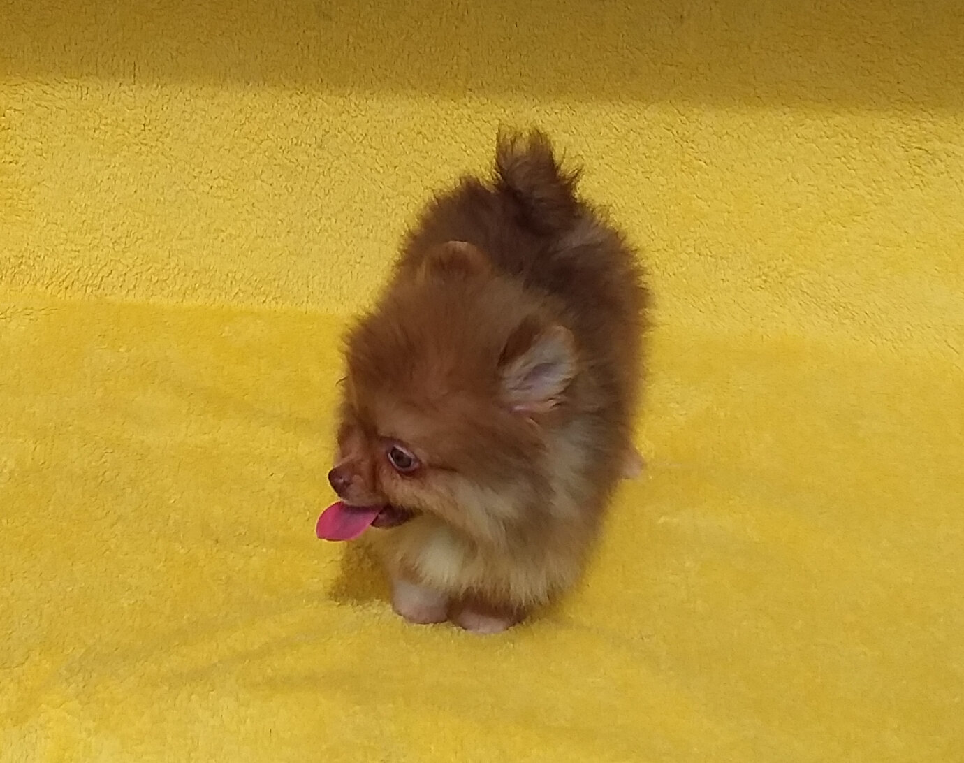 Tiny   Teddy  Bear Pomeranian  Puppy Male image 4