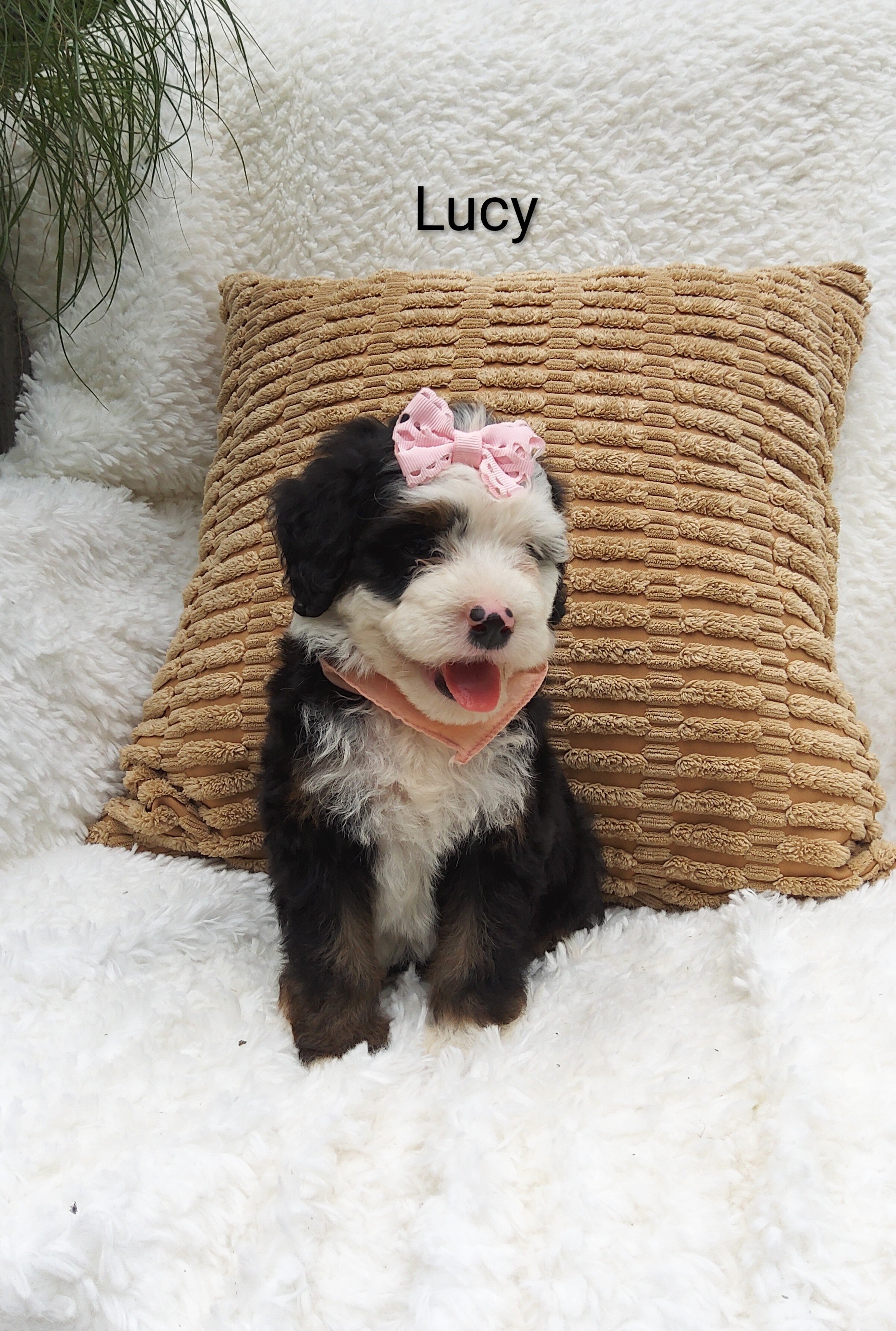 Lucy image 1