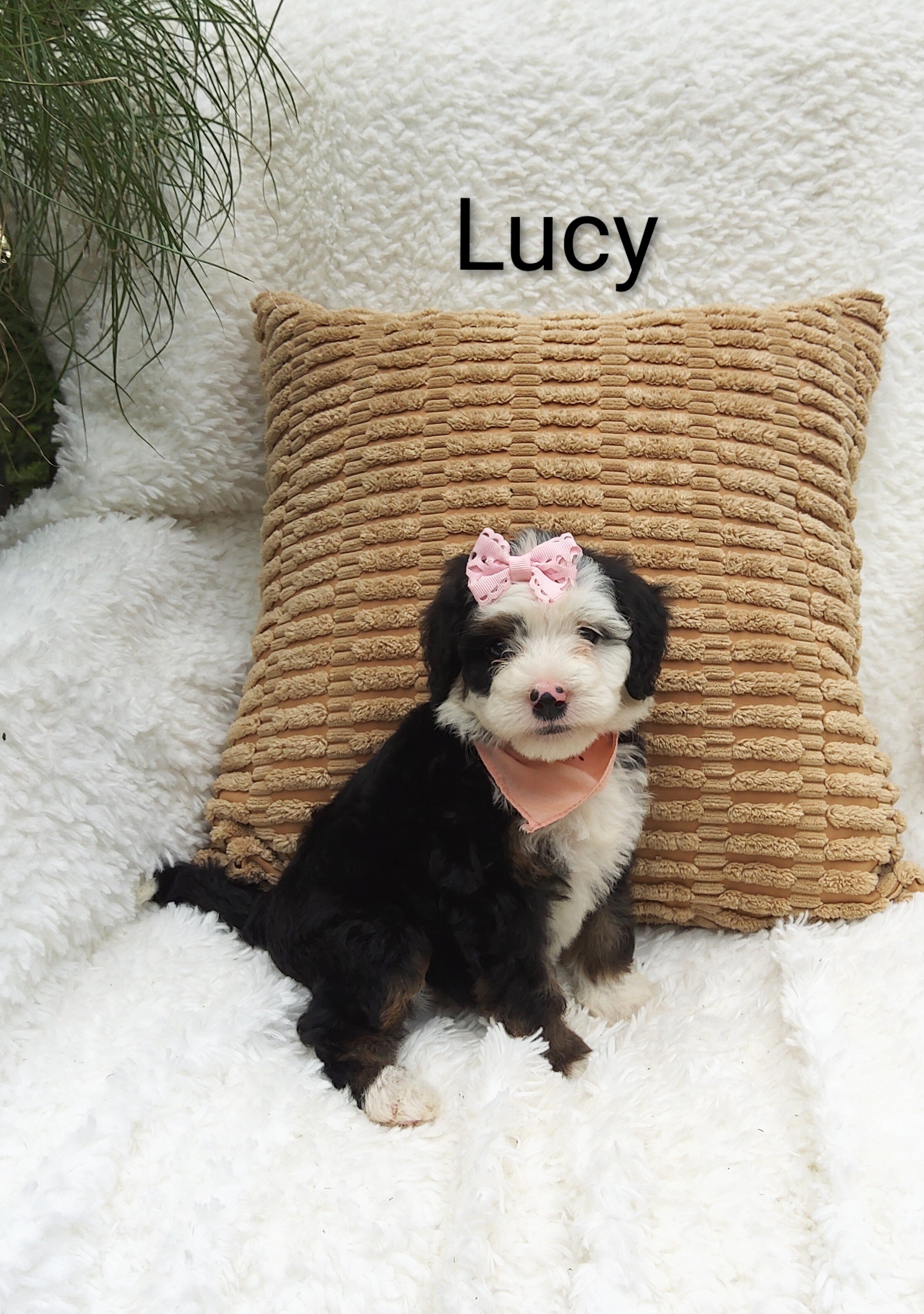 Lucy image 2