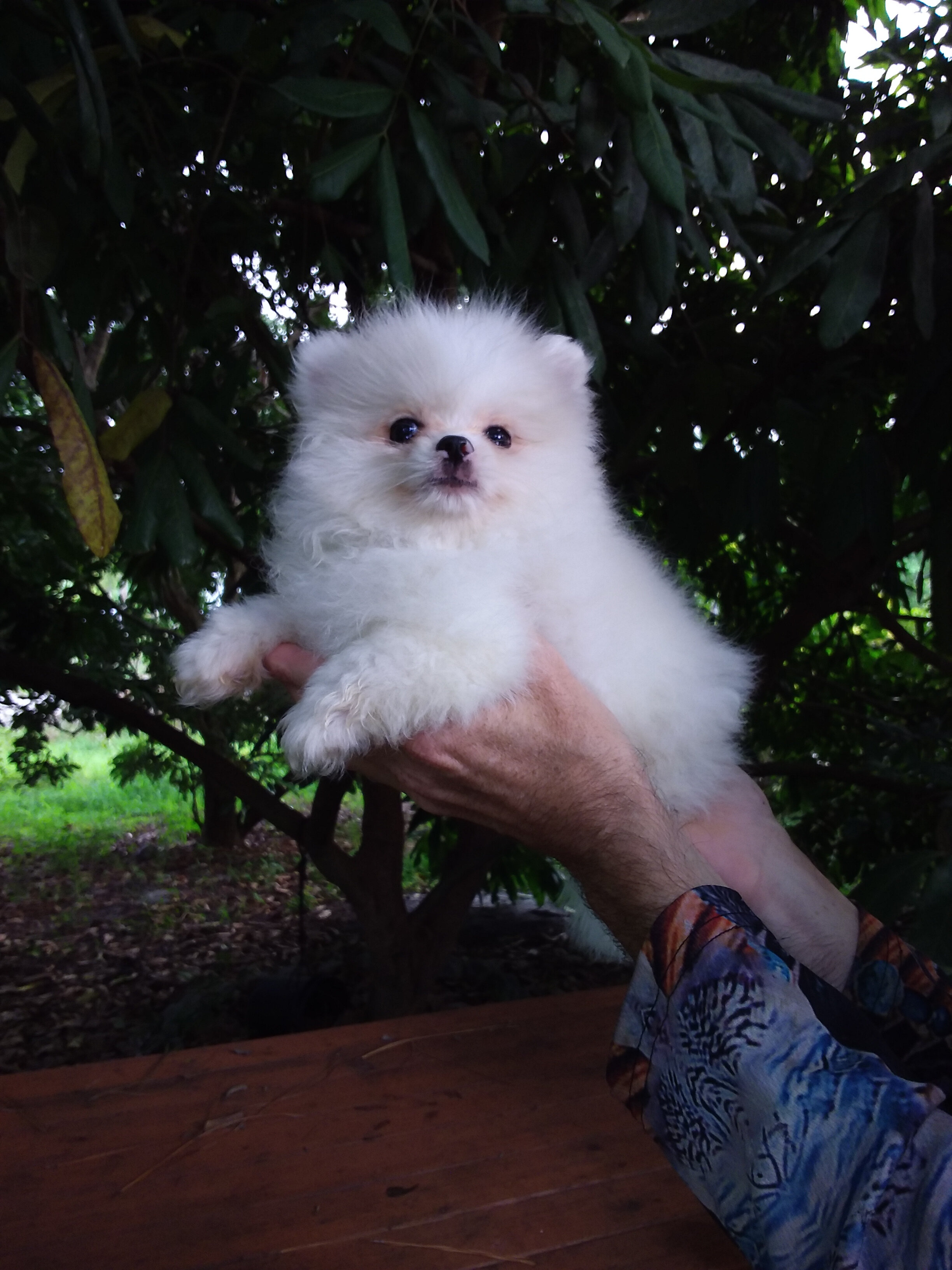 Teacup Ice  White   Pomeranian   Puppy Male image 1