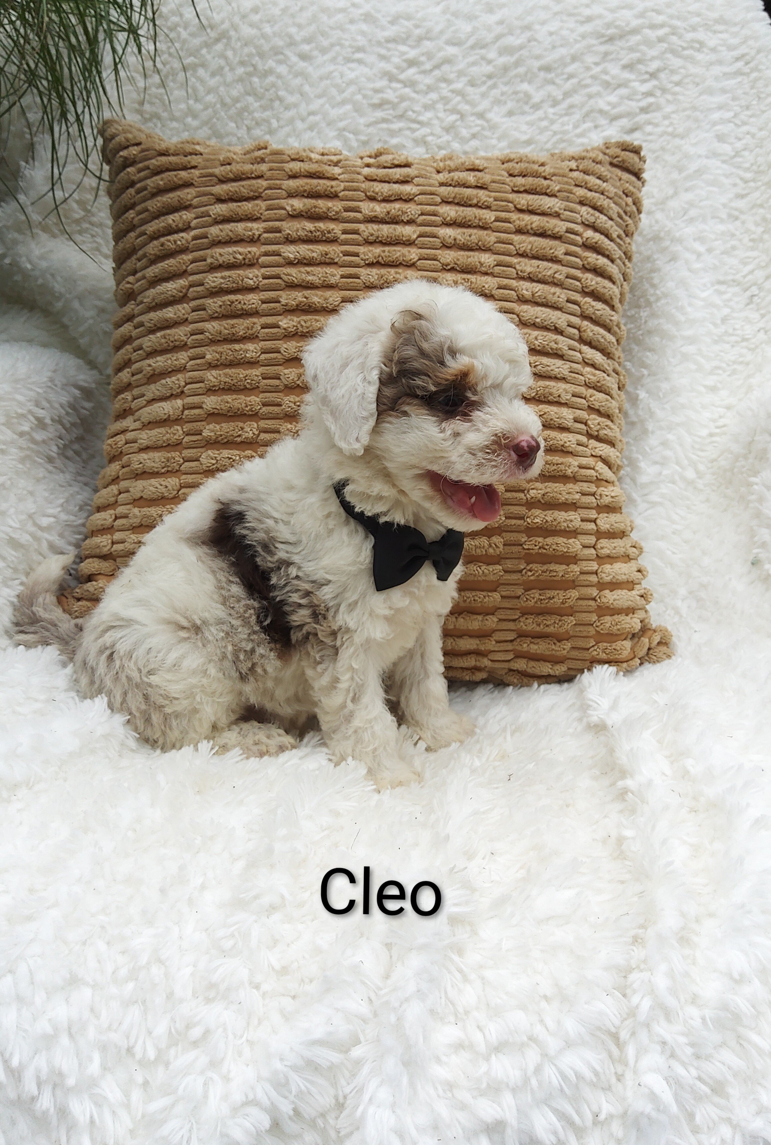 Cleo image 1