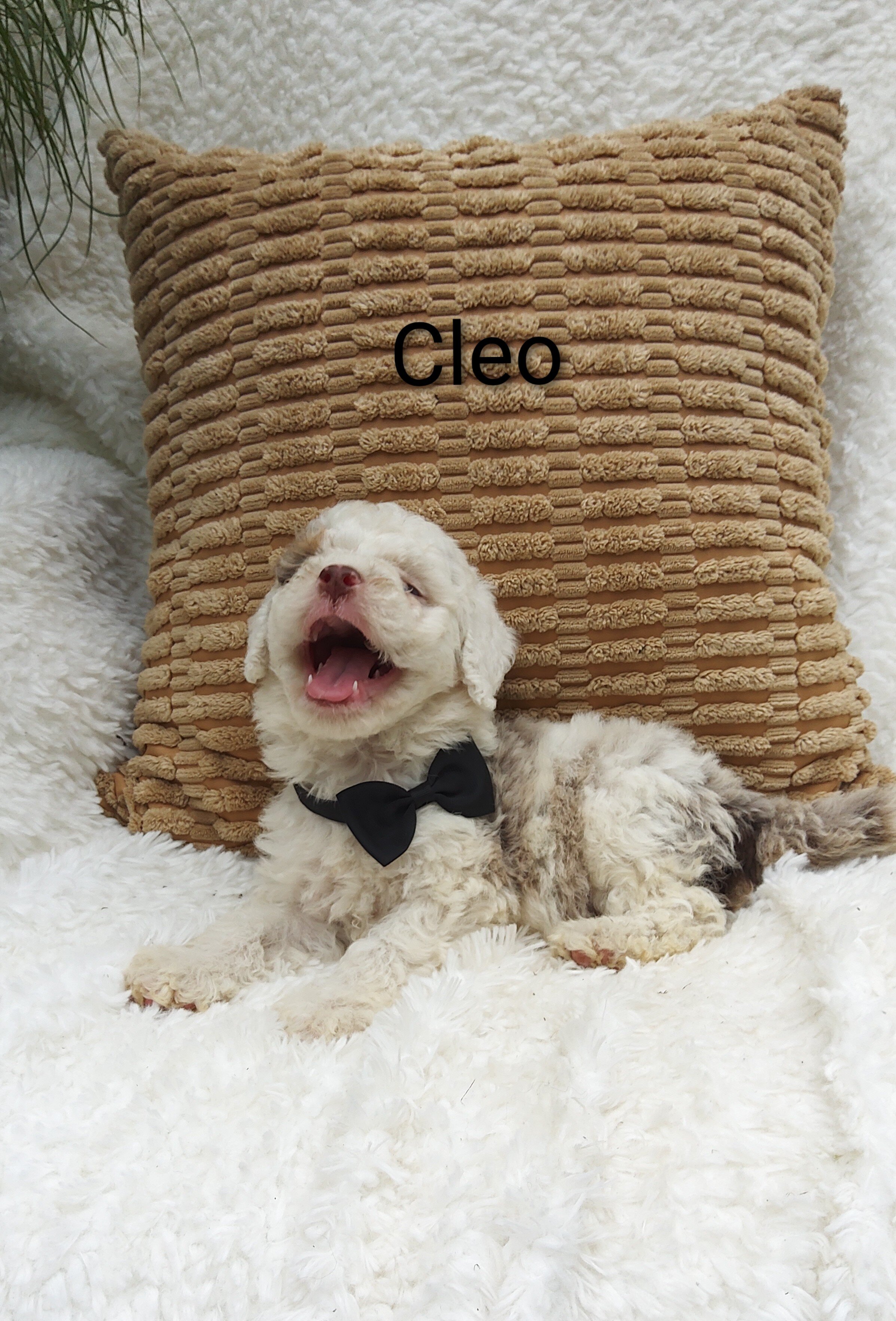 Cleo image 2