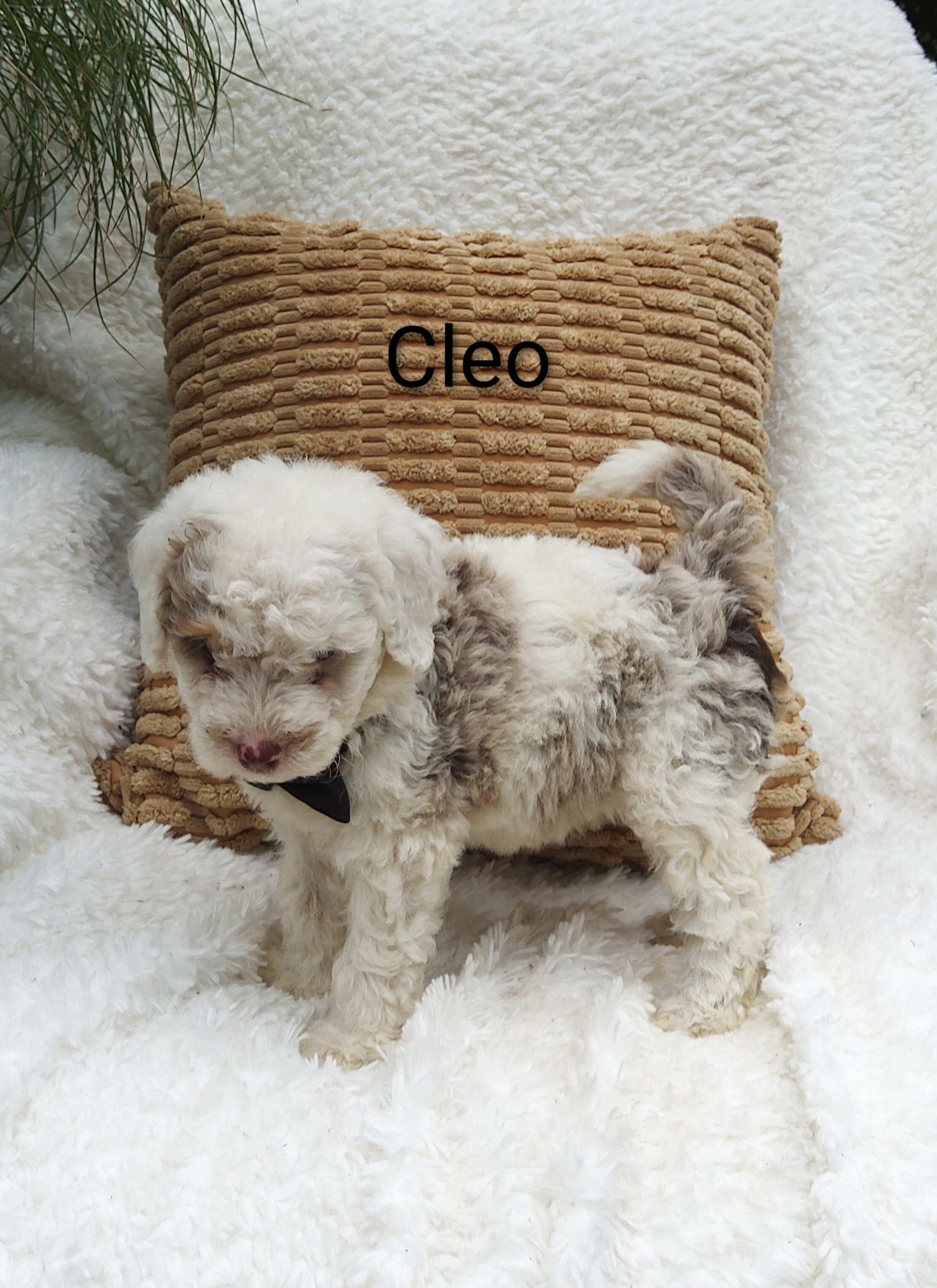 Cleo image 3