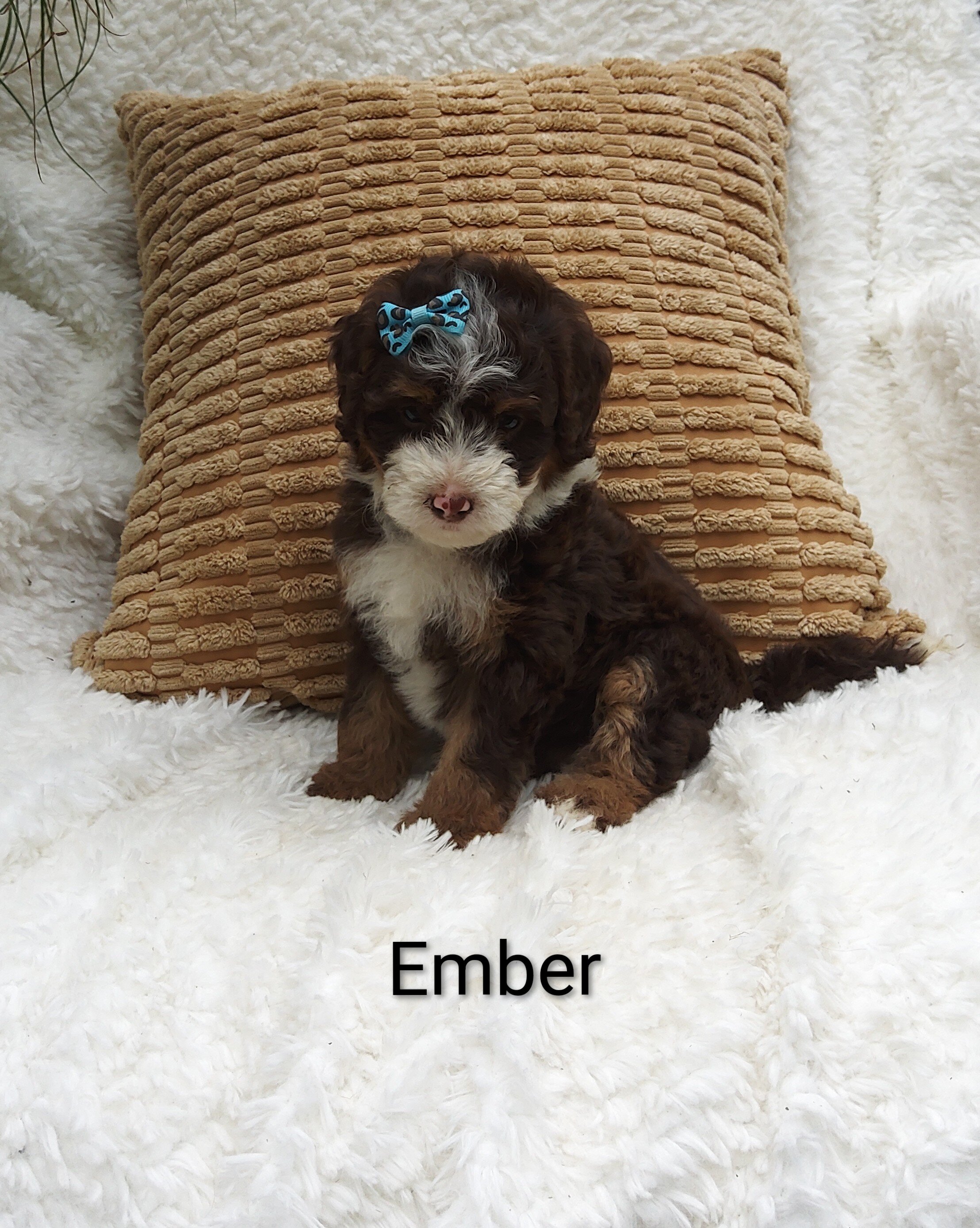 Ember image 2