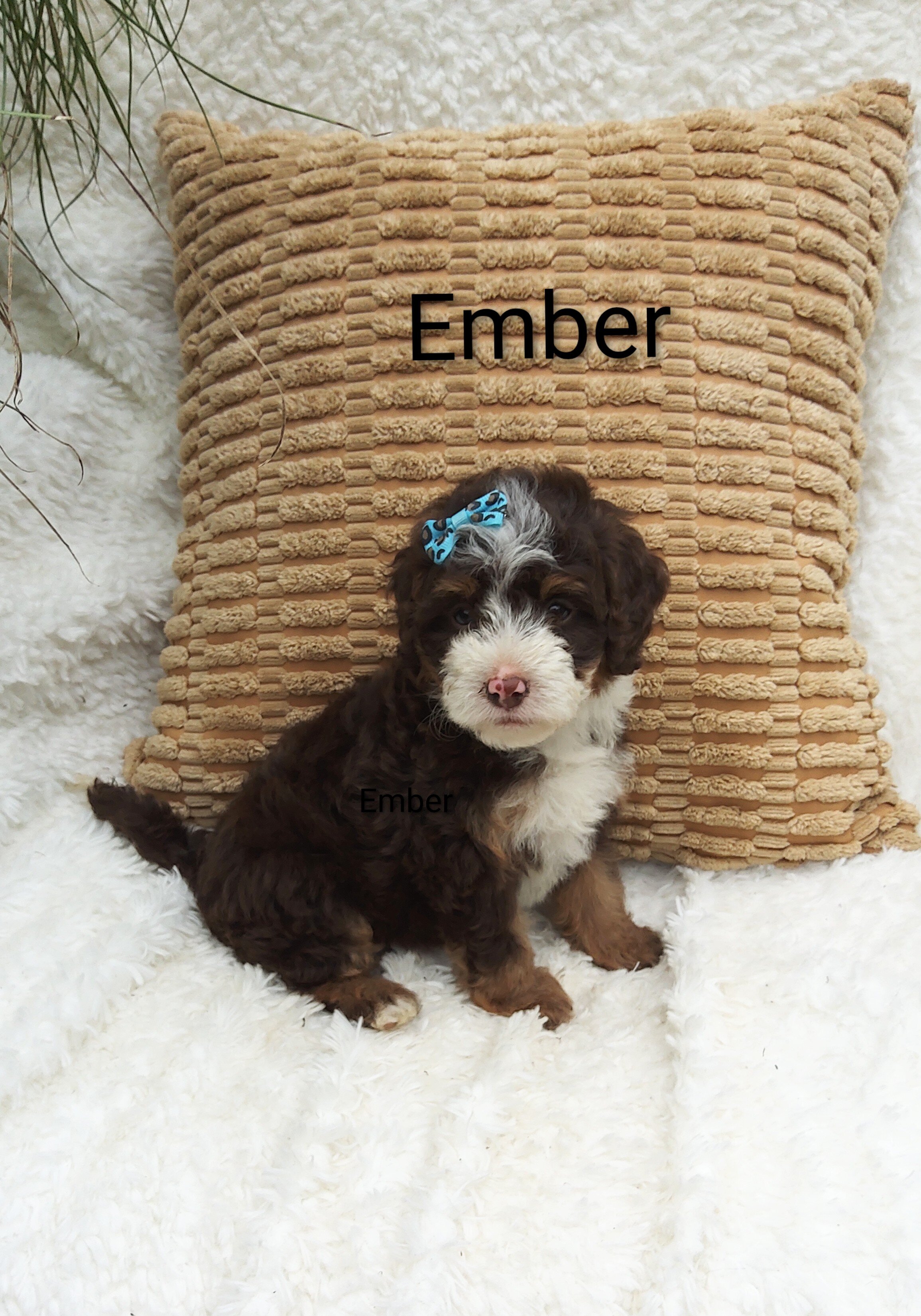 Ember image 1
