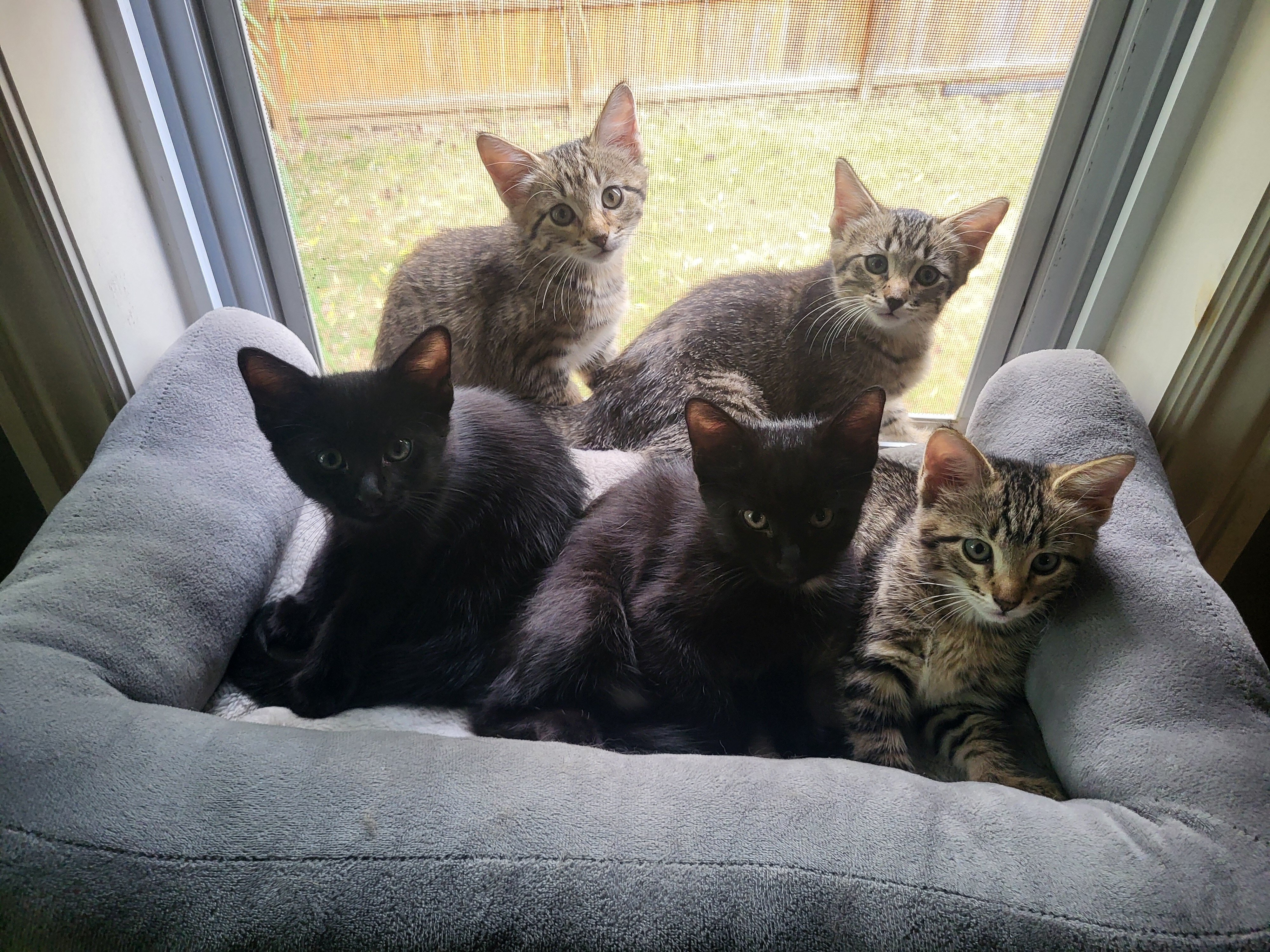 8 we old Kittens image 1
