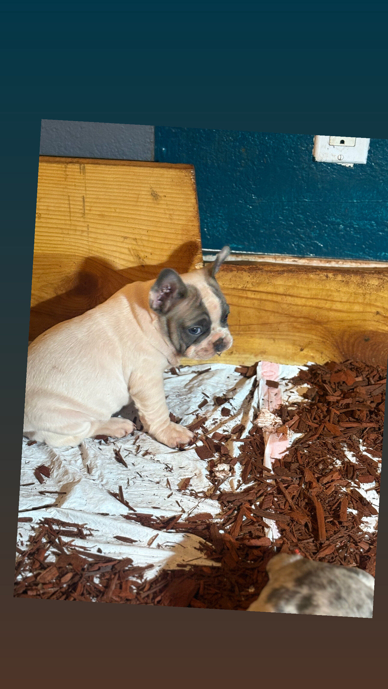 Merle French bulldogs image 3