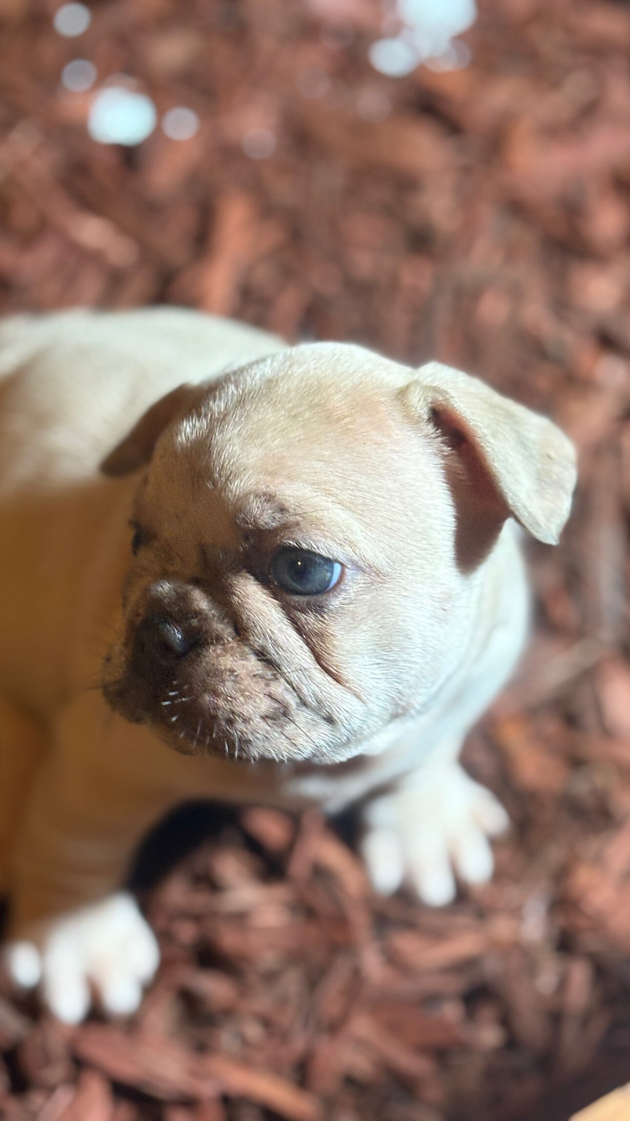 Merle French bulldogs image 2