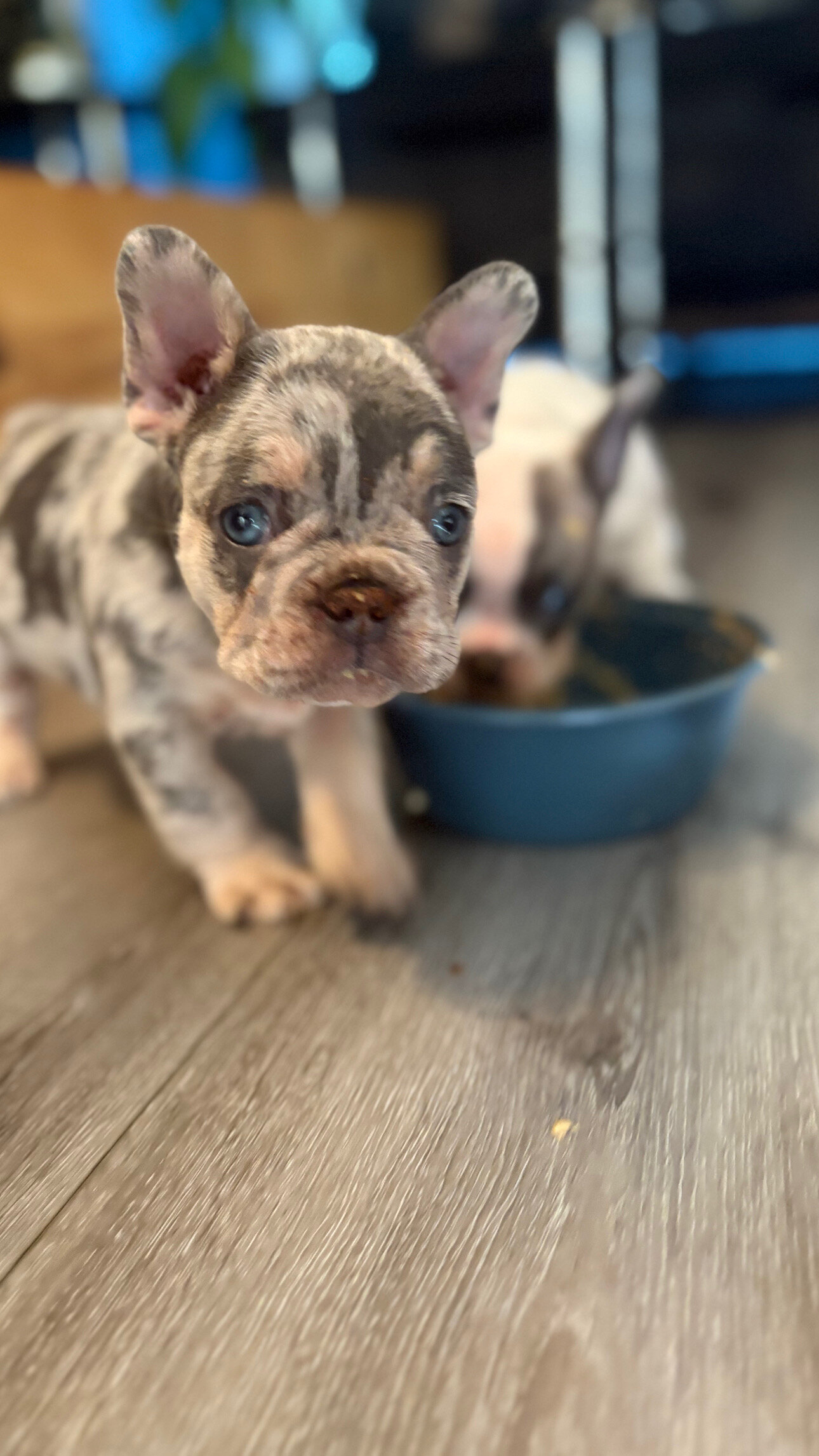 Merle French bulldogs image 4