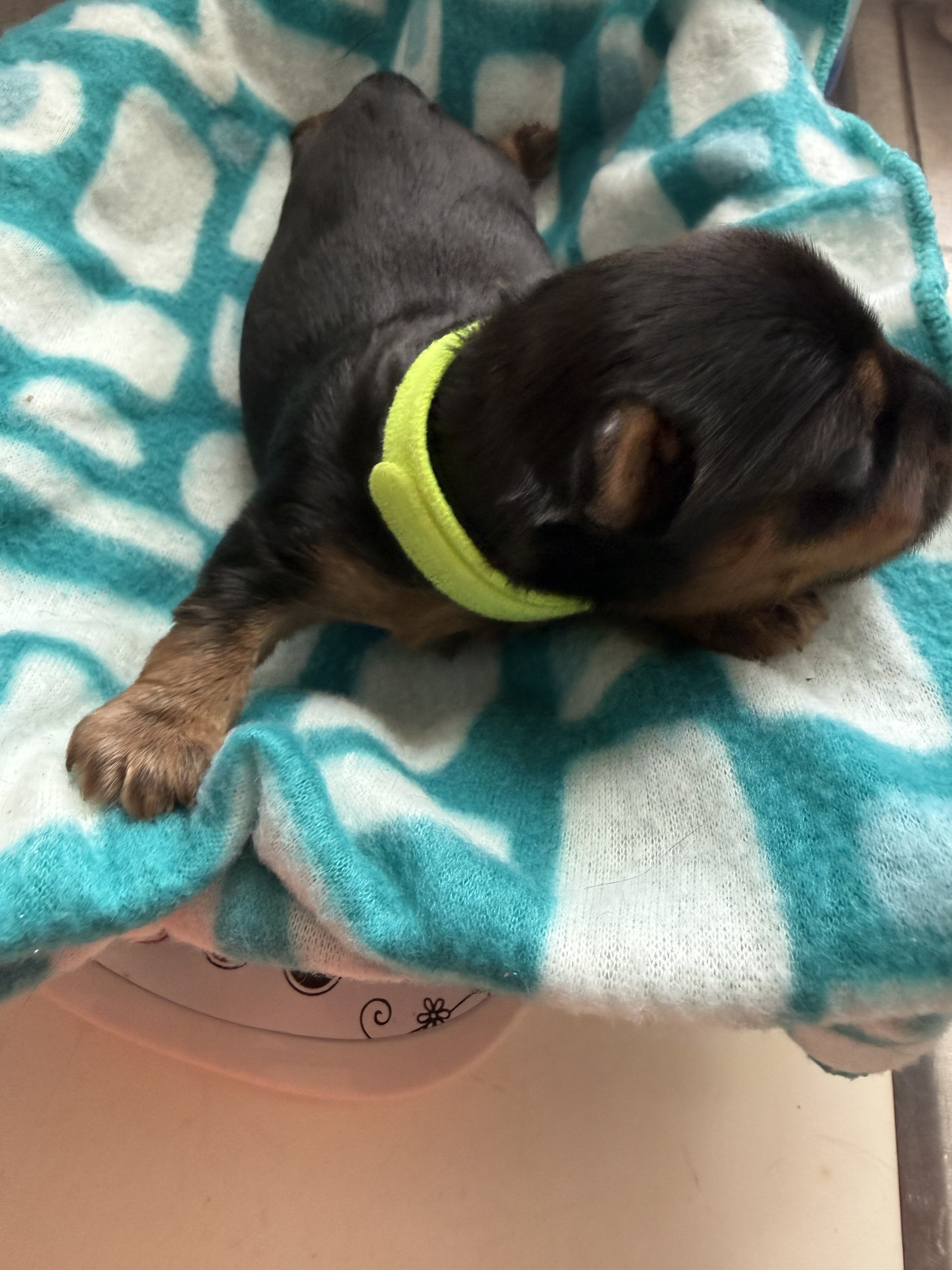 Yorkshire Terrier image 3