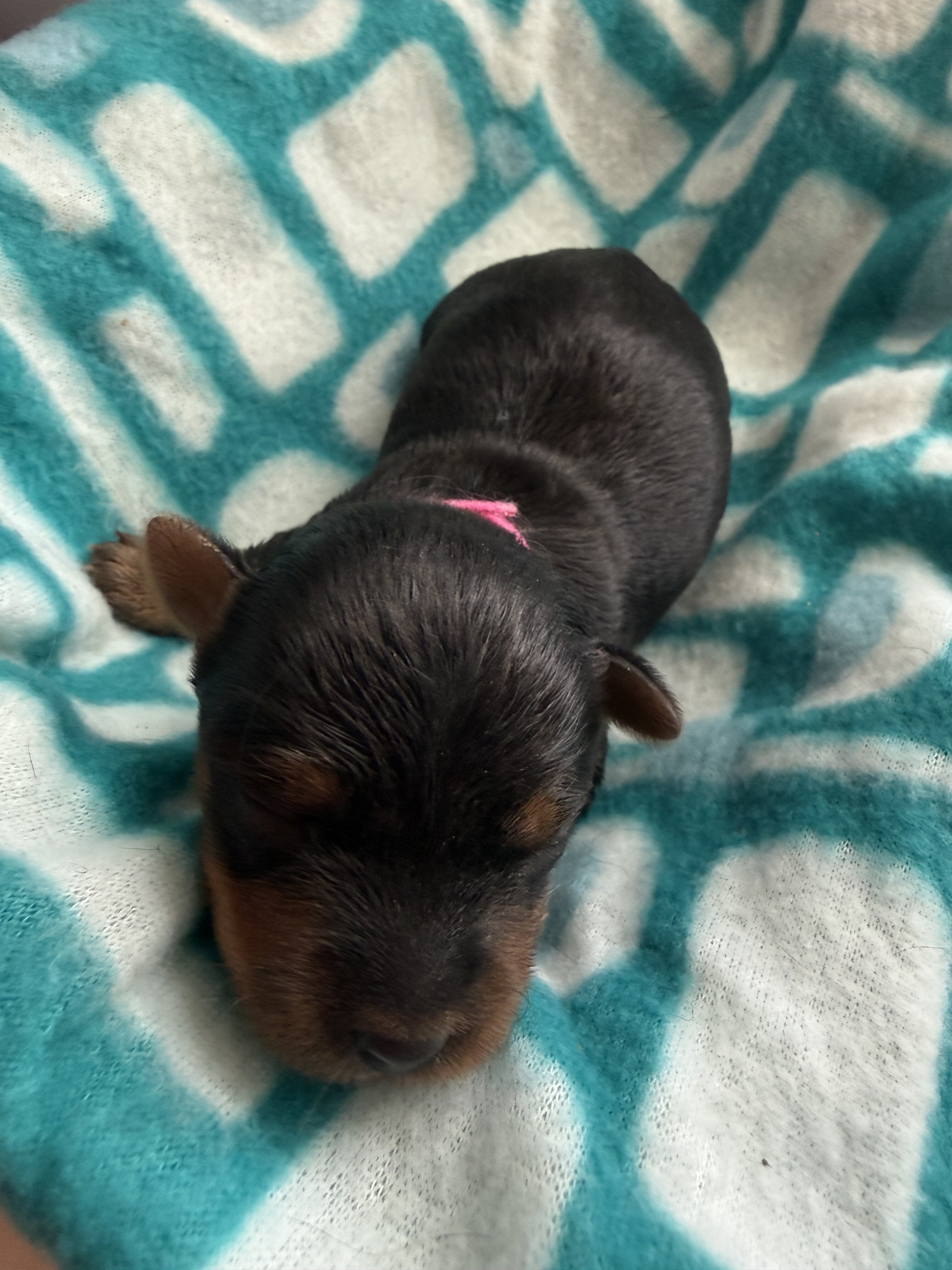 Yorkshire Terrier image 1
