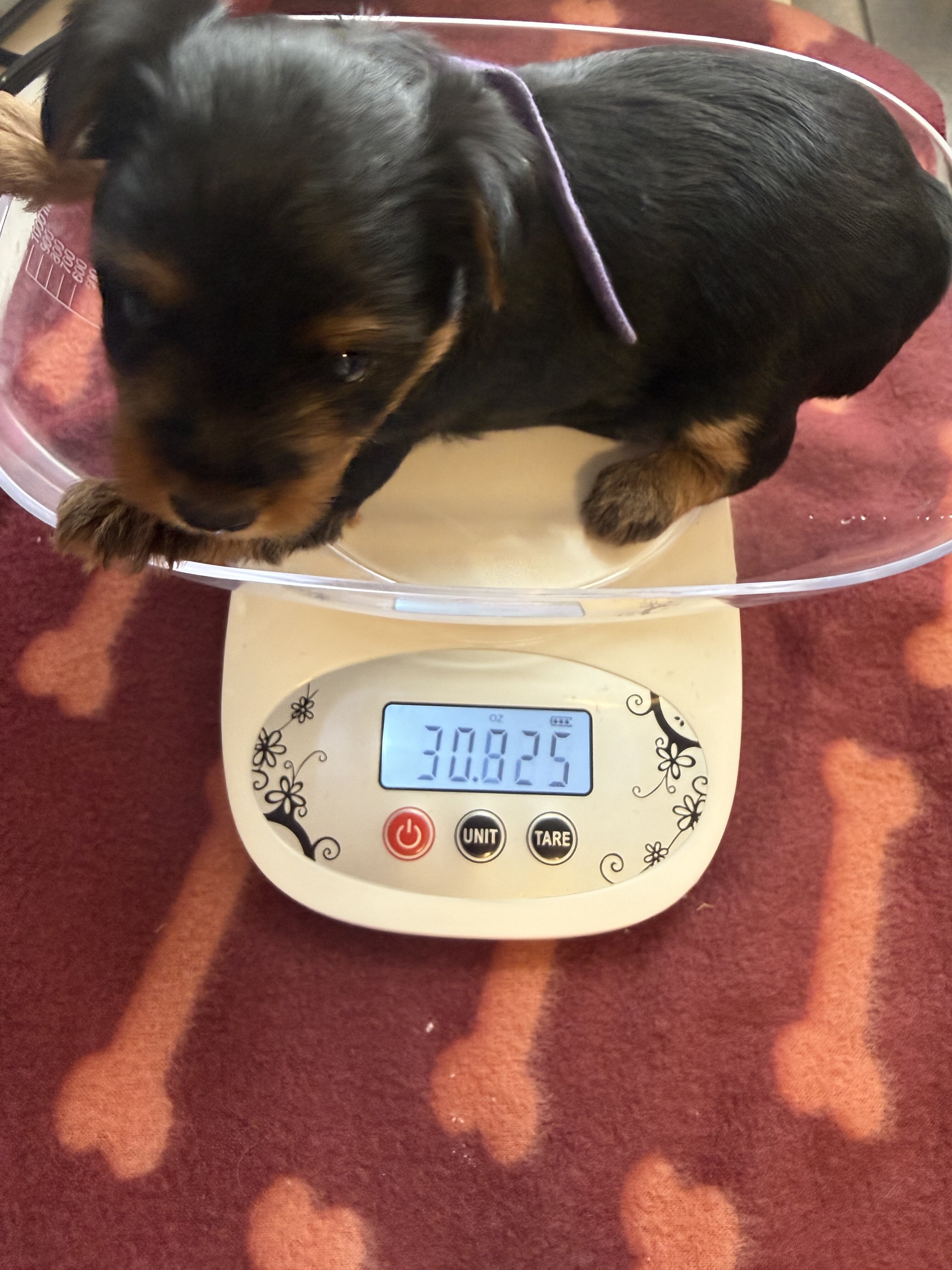 Yorkshire Terrier image 2