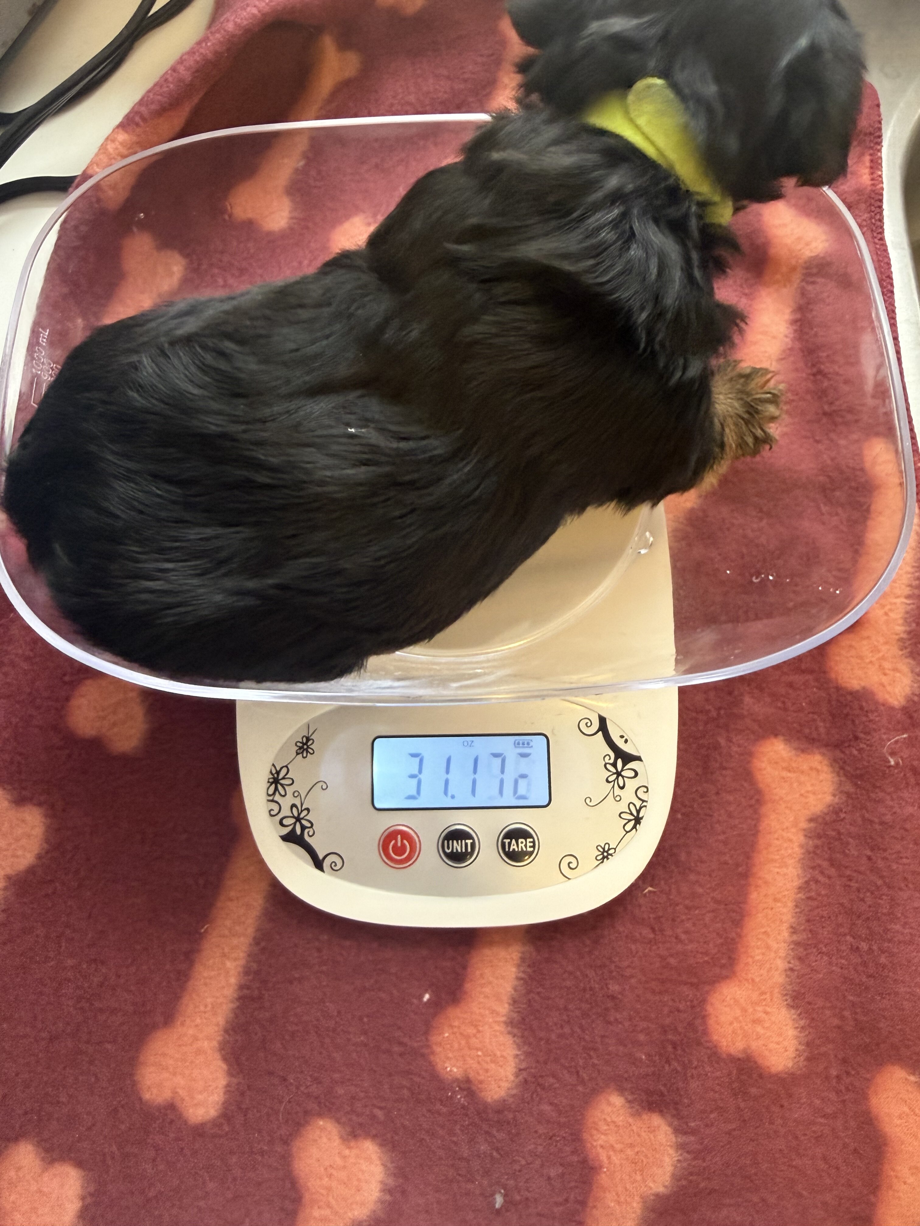 Yorkshire Terrier image 4
