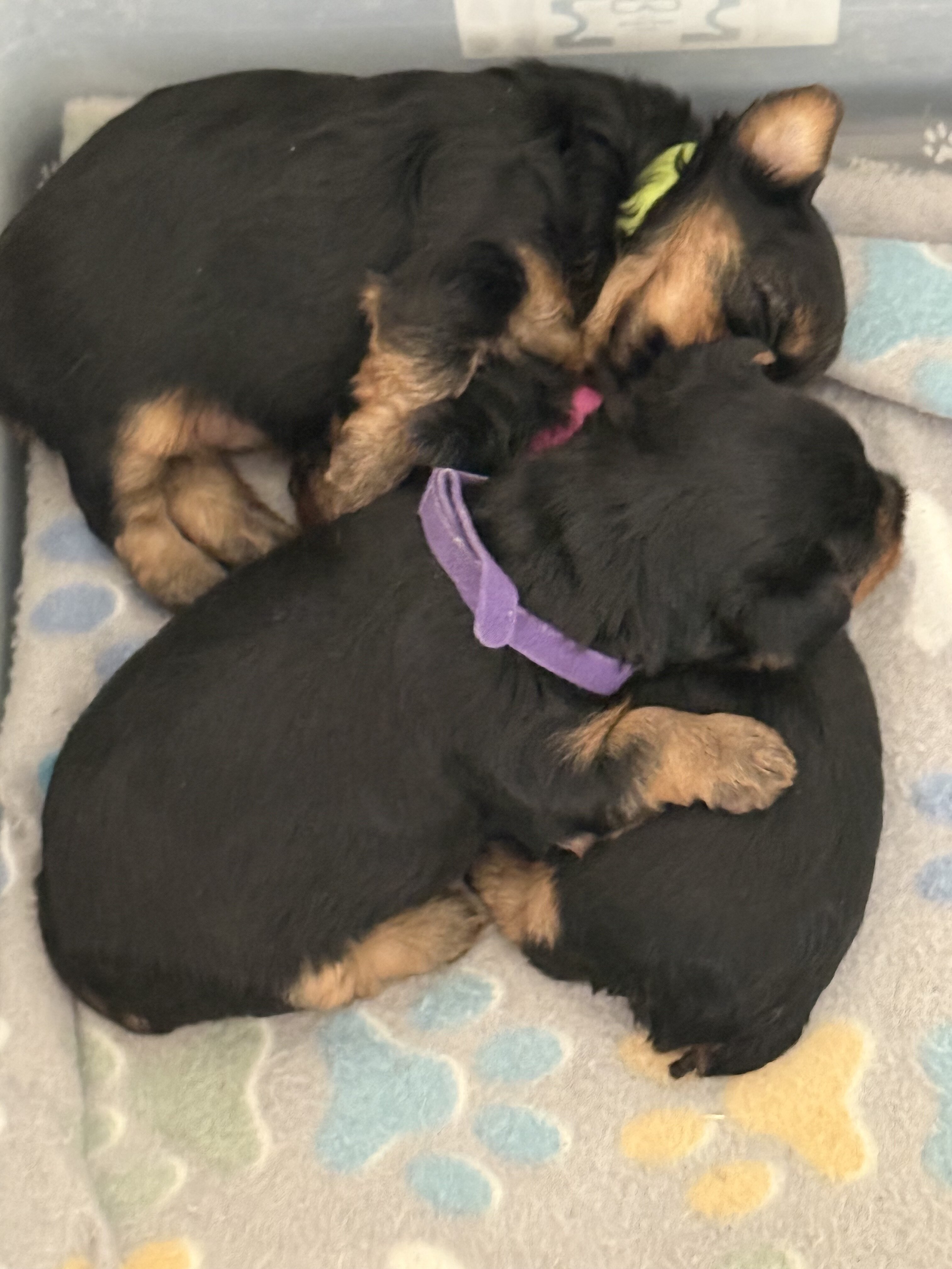 Yorkshire Terrier image 5