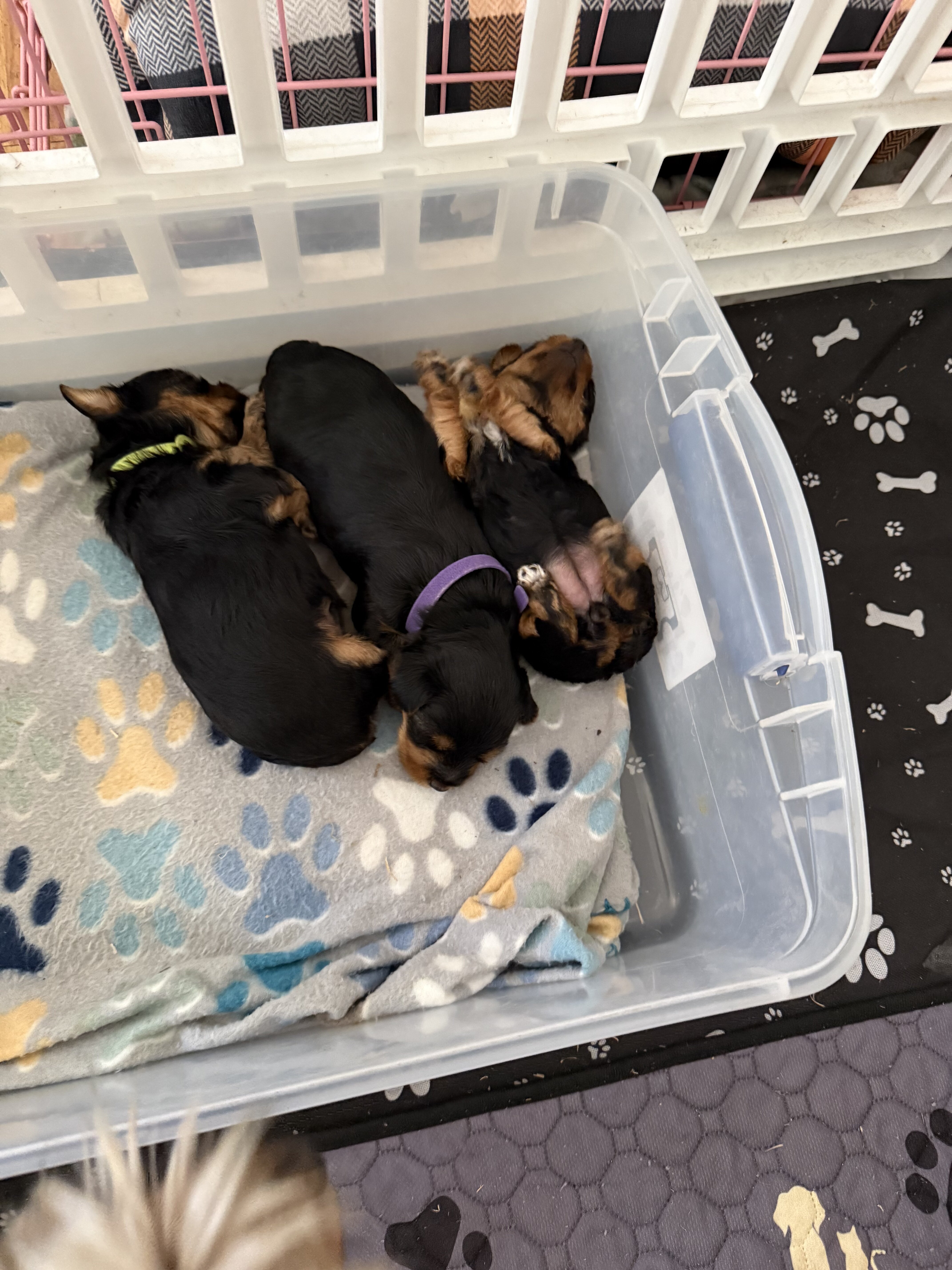 Yorkshire Terrier image 6