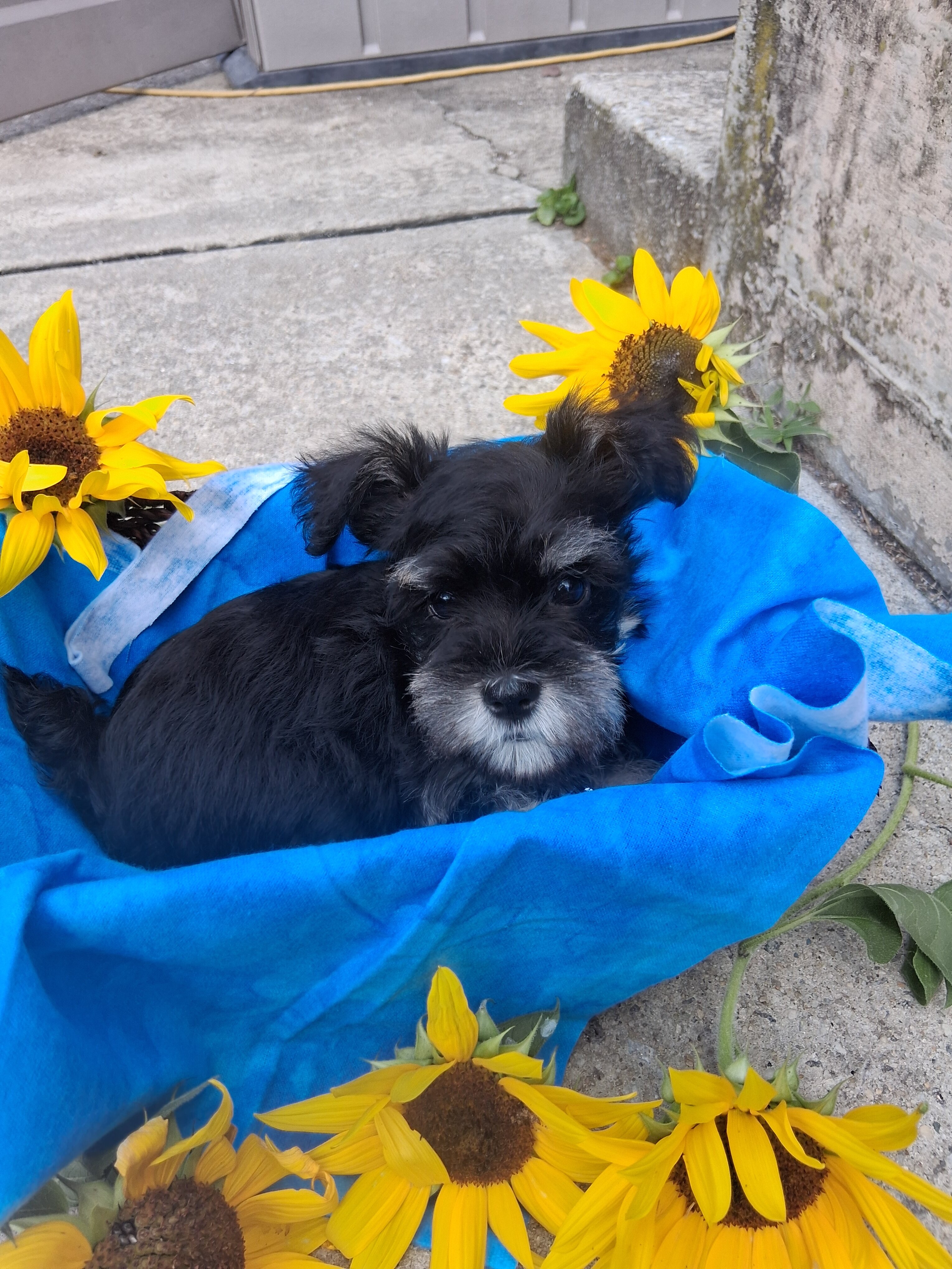 mini schnauzer puppies image 6