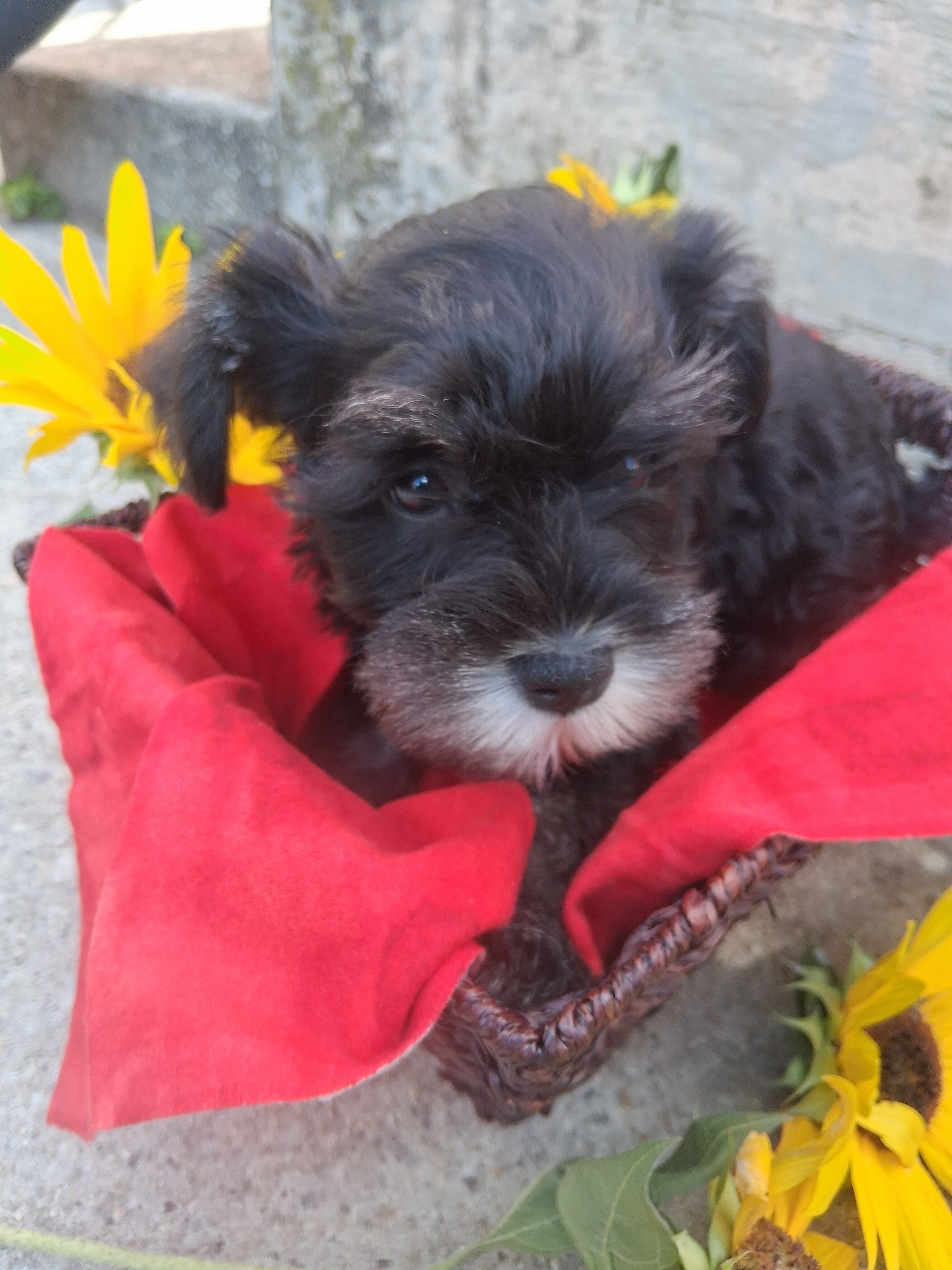 mini schnauzer puppies image 5