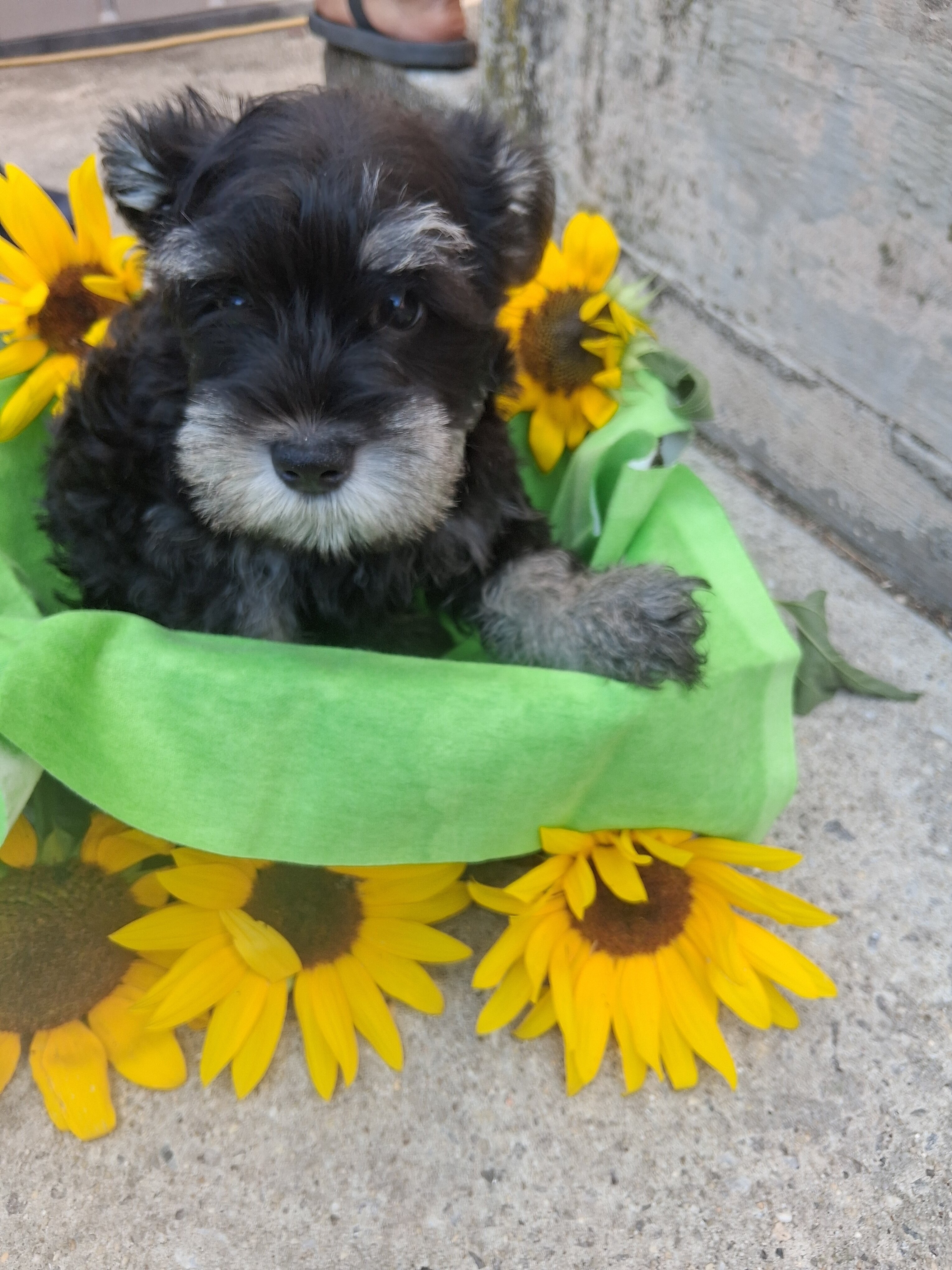 mini schnauzer puppies image 4