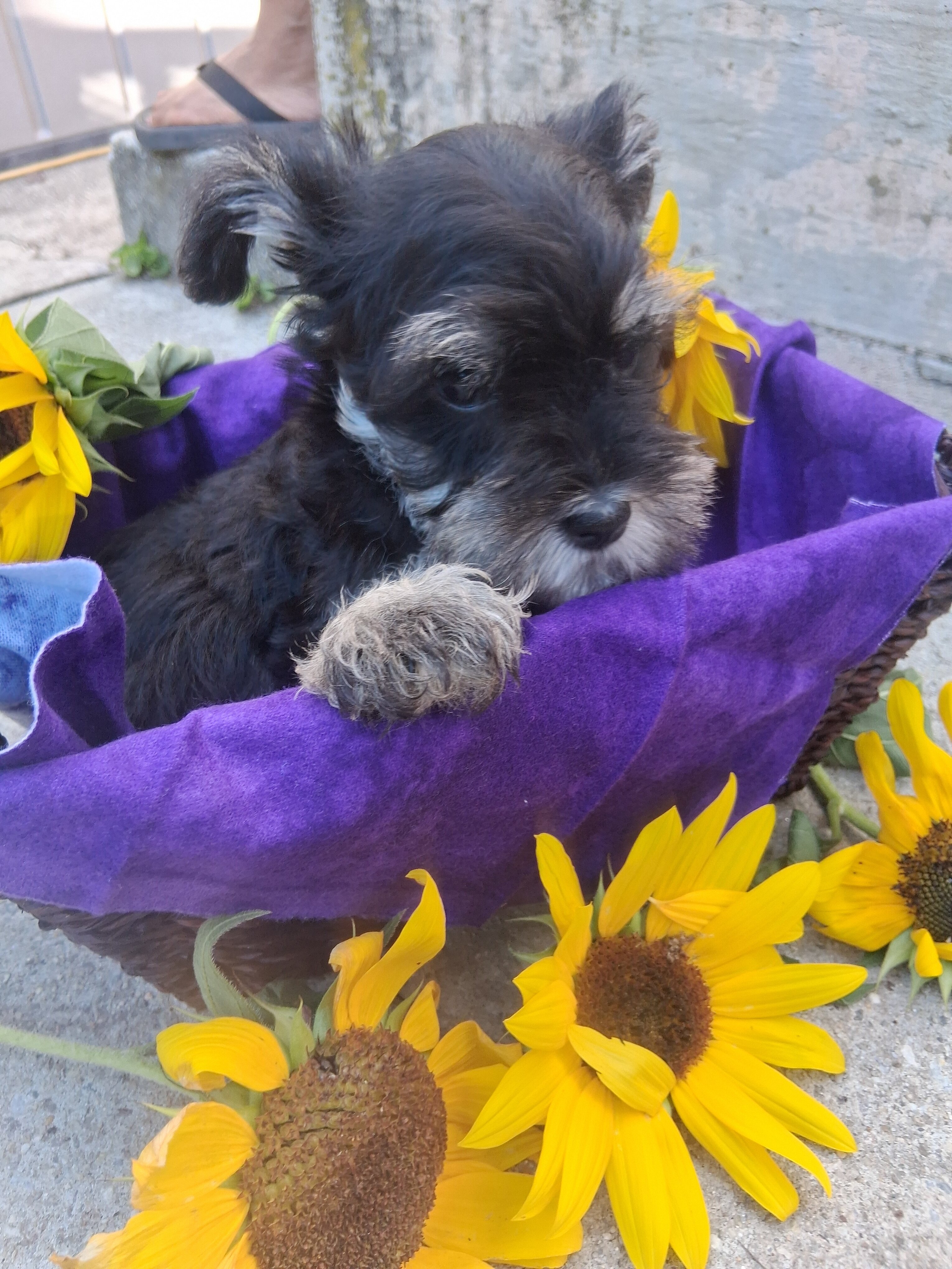 mini schnauzer puppies image 7