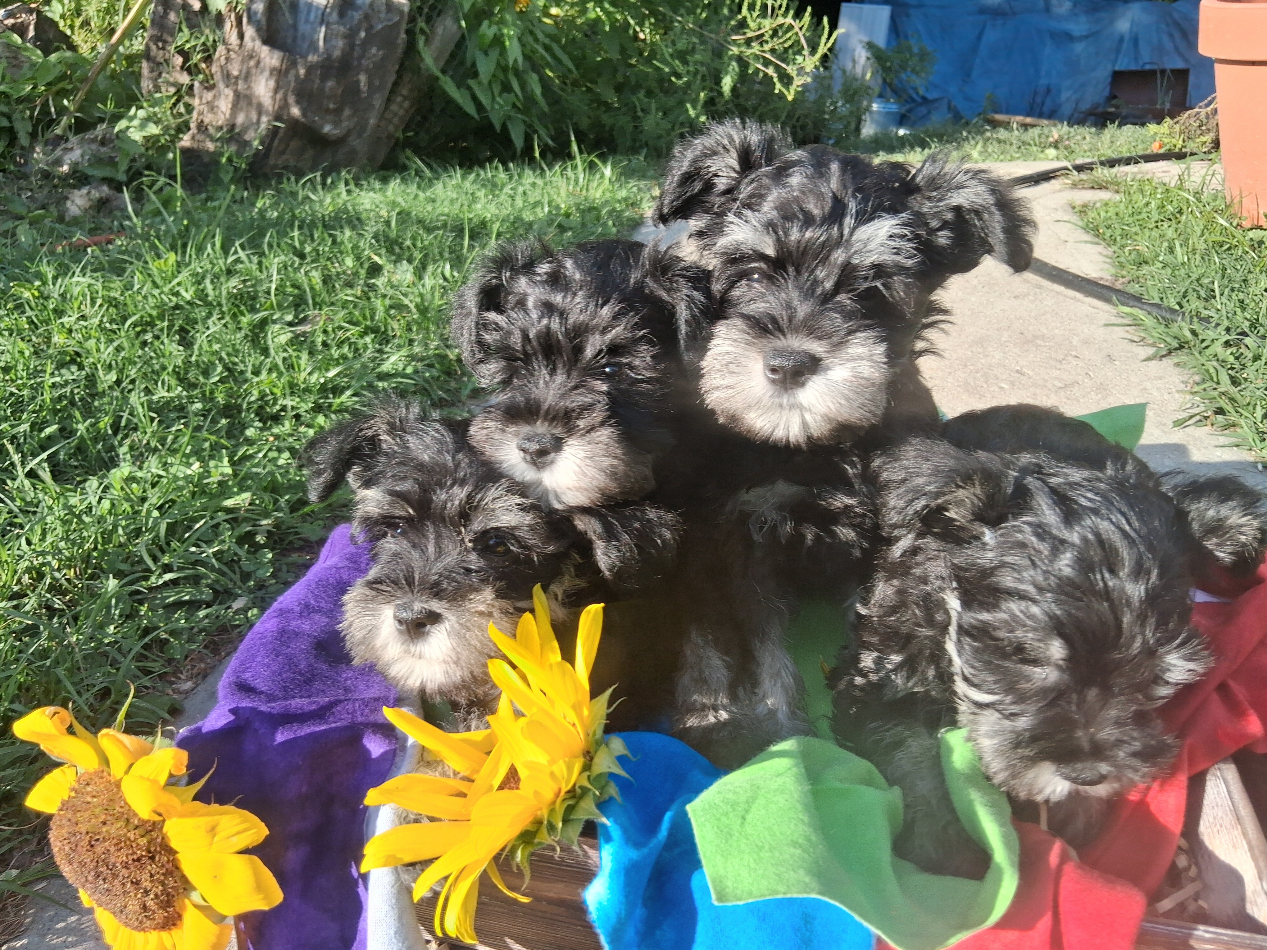 mini schnauzer puppies image 3