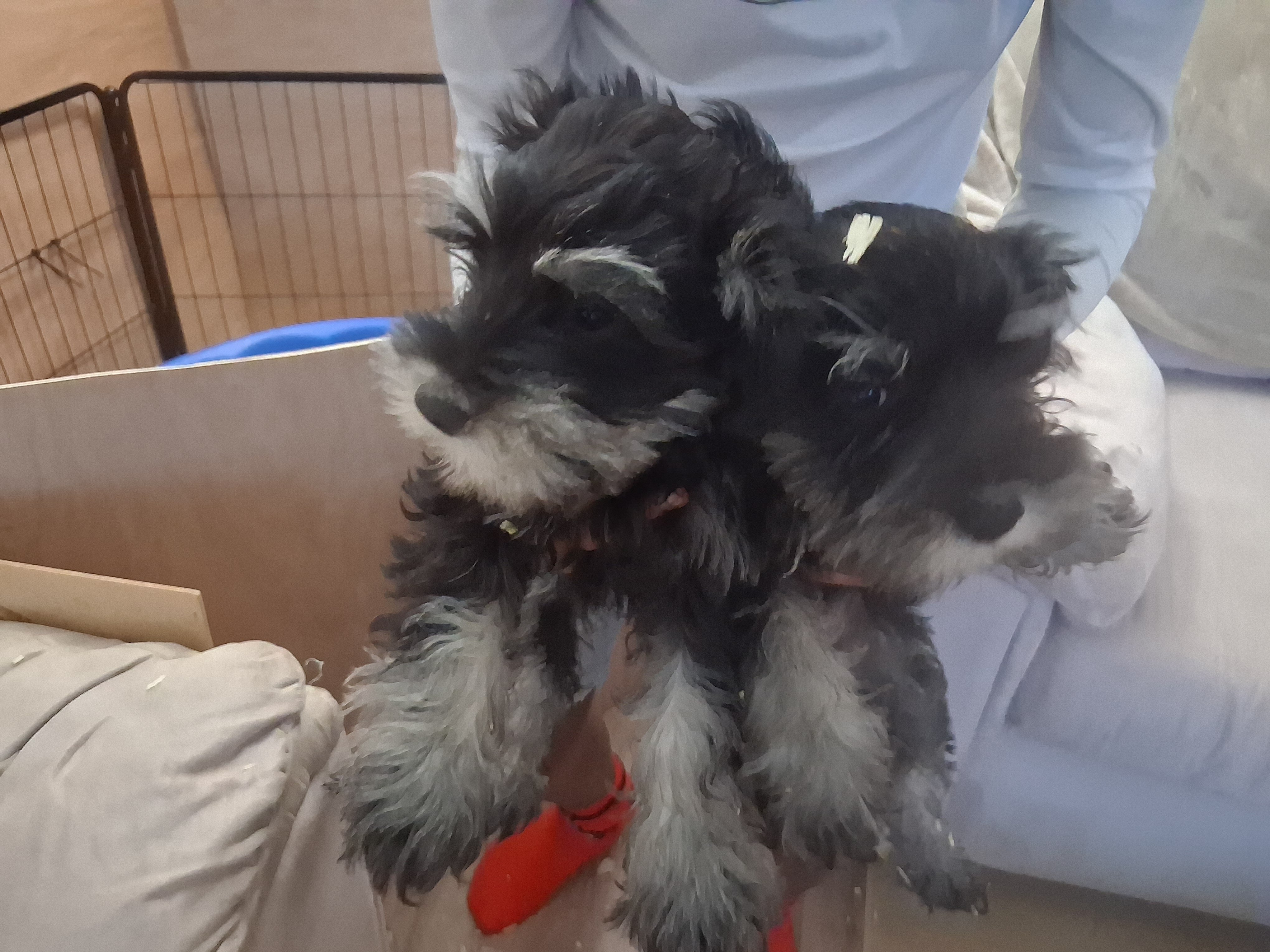 mini schnauzer puppies image 2