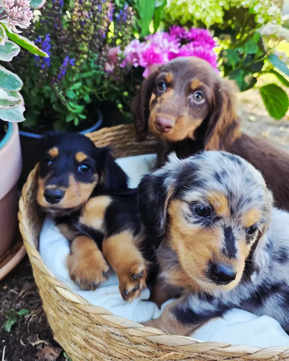 Dachshund image 1
