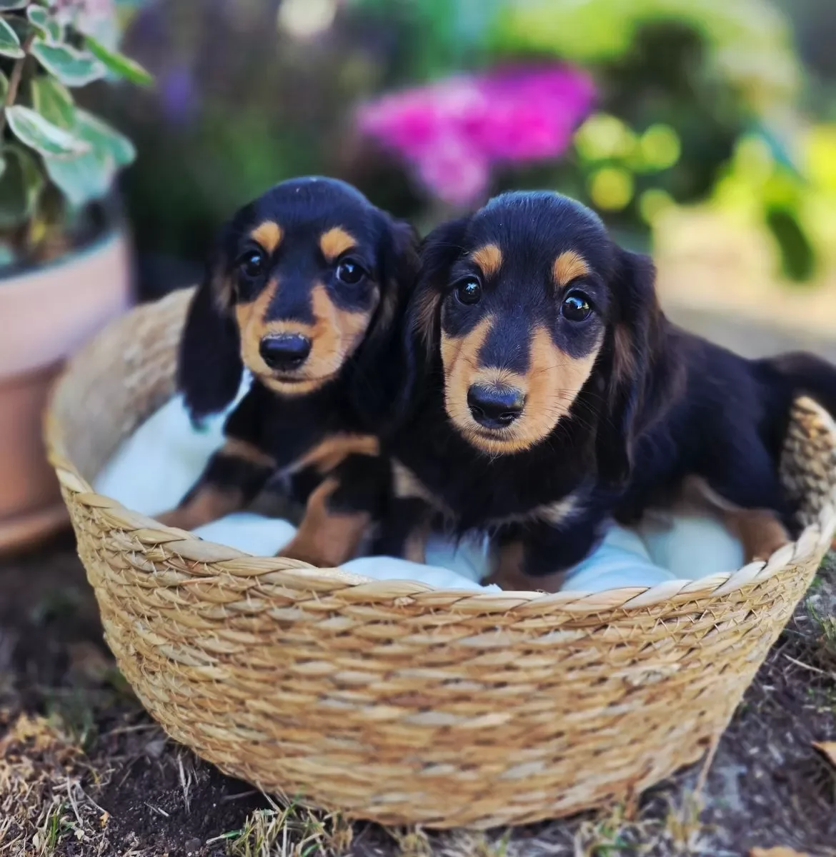 Dachshund image 6
