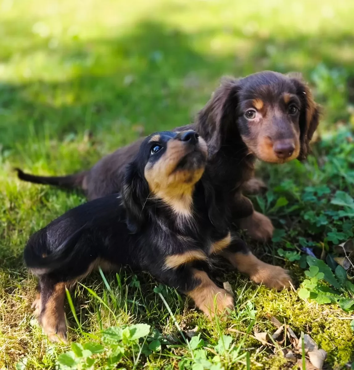 Dachshund image 4