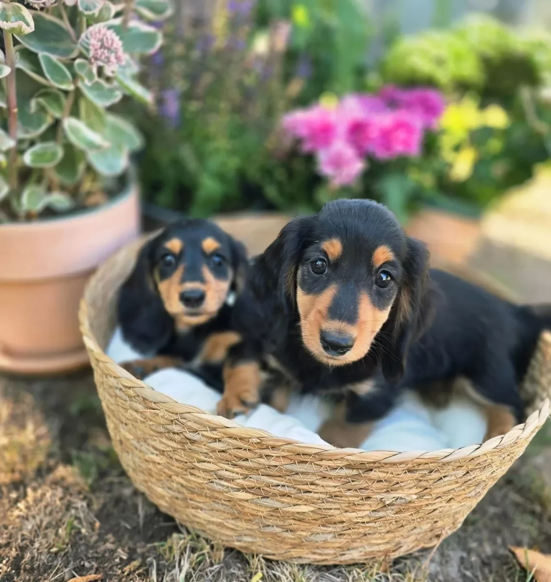 Dachshund image 3