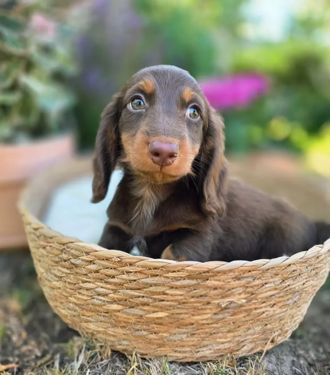 Dachshund image 2