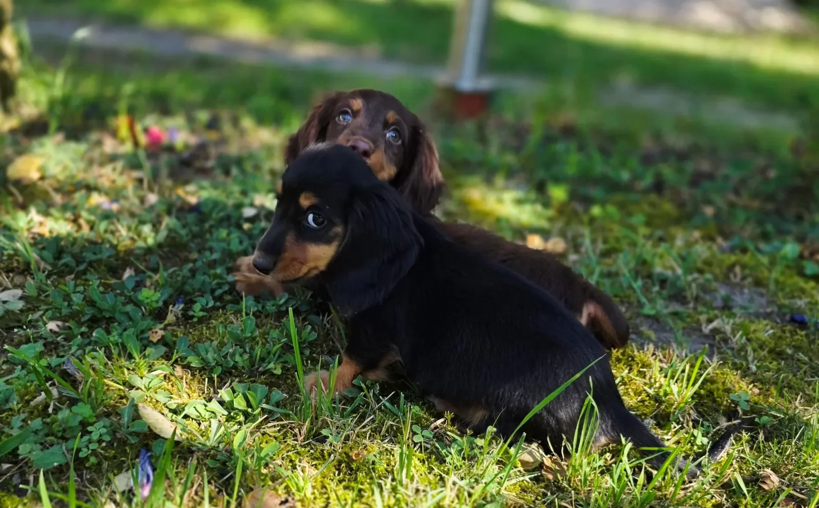 Dachshund image 5