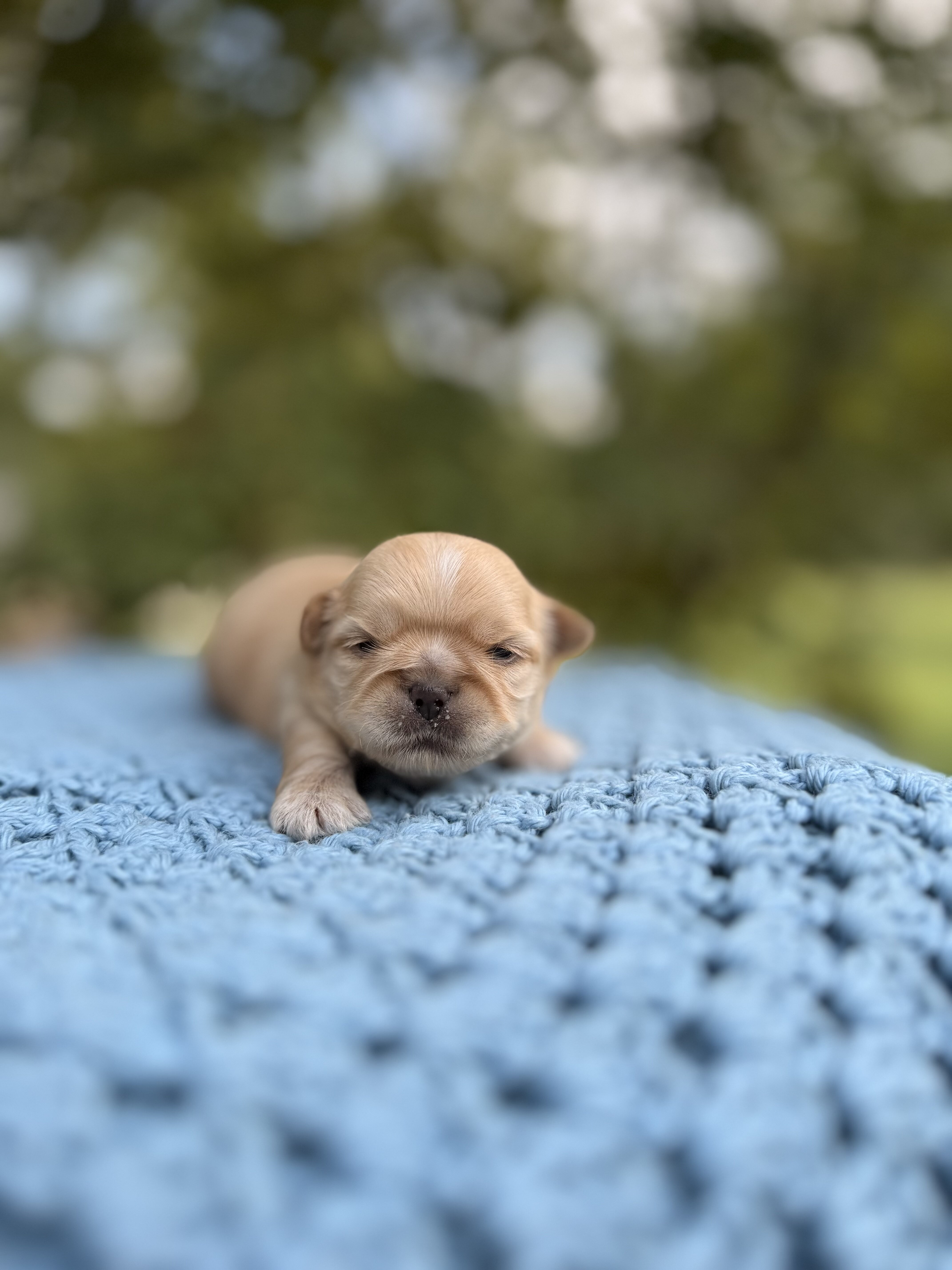 Male ShihTzu image 1