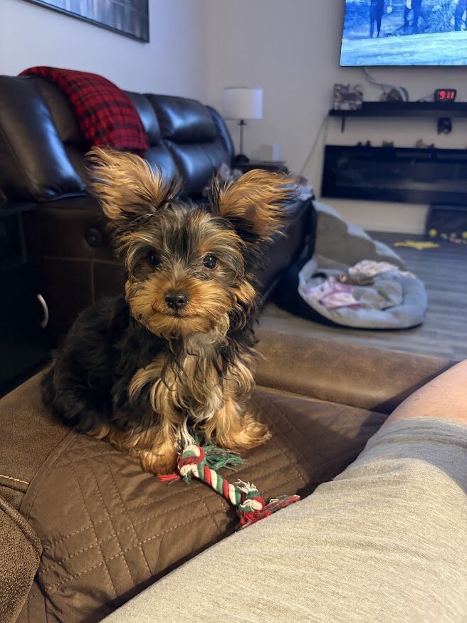 Yorkie image 1
