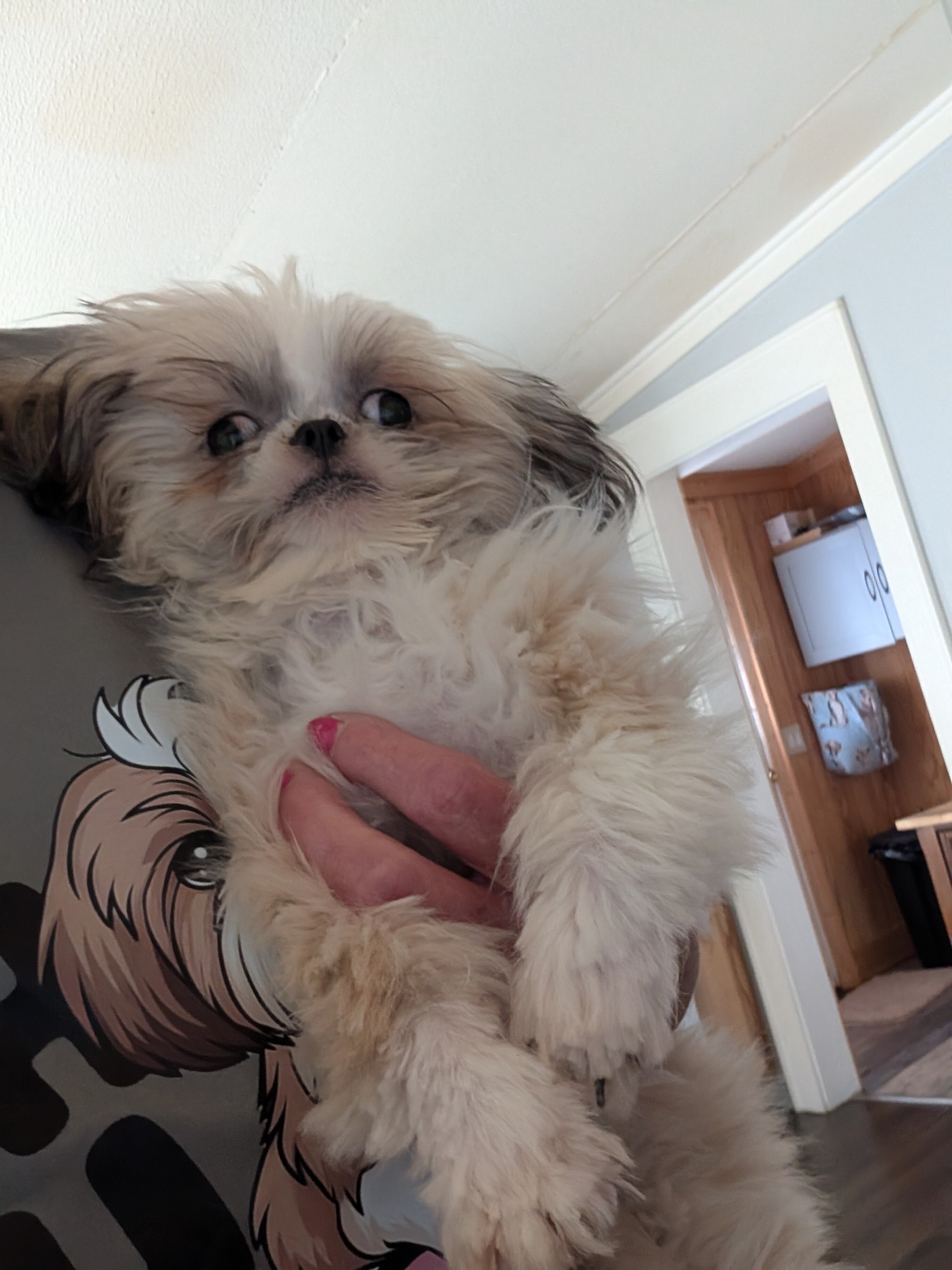 Puppy image 1