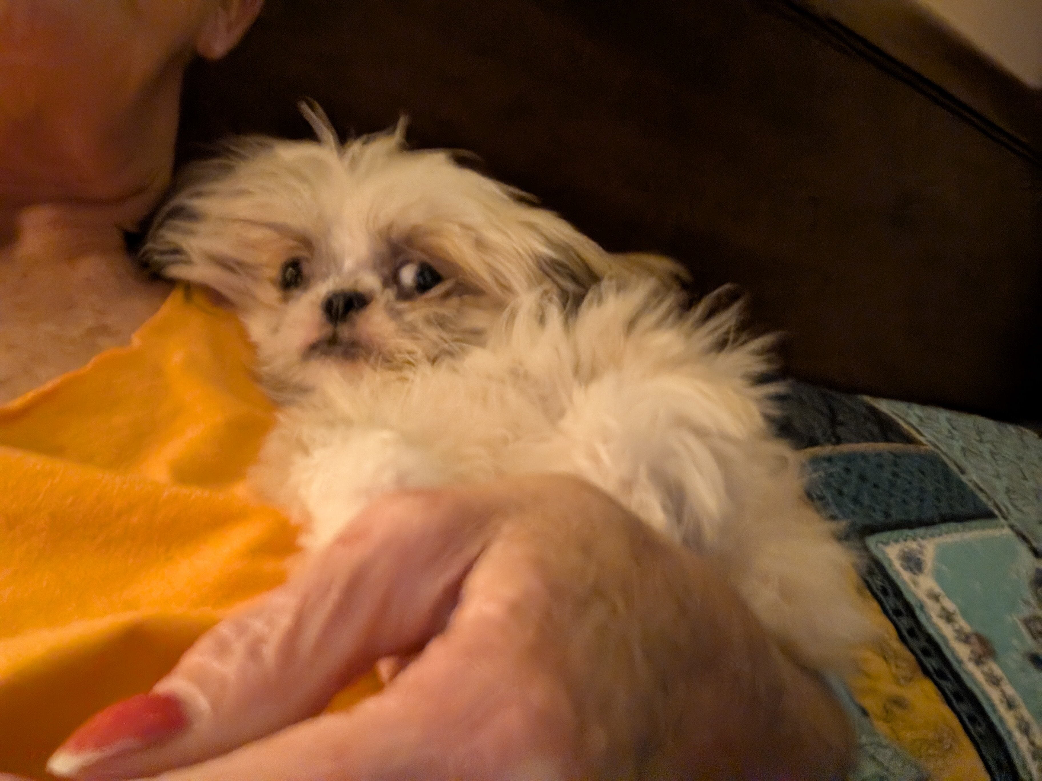 Puppy image 2