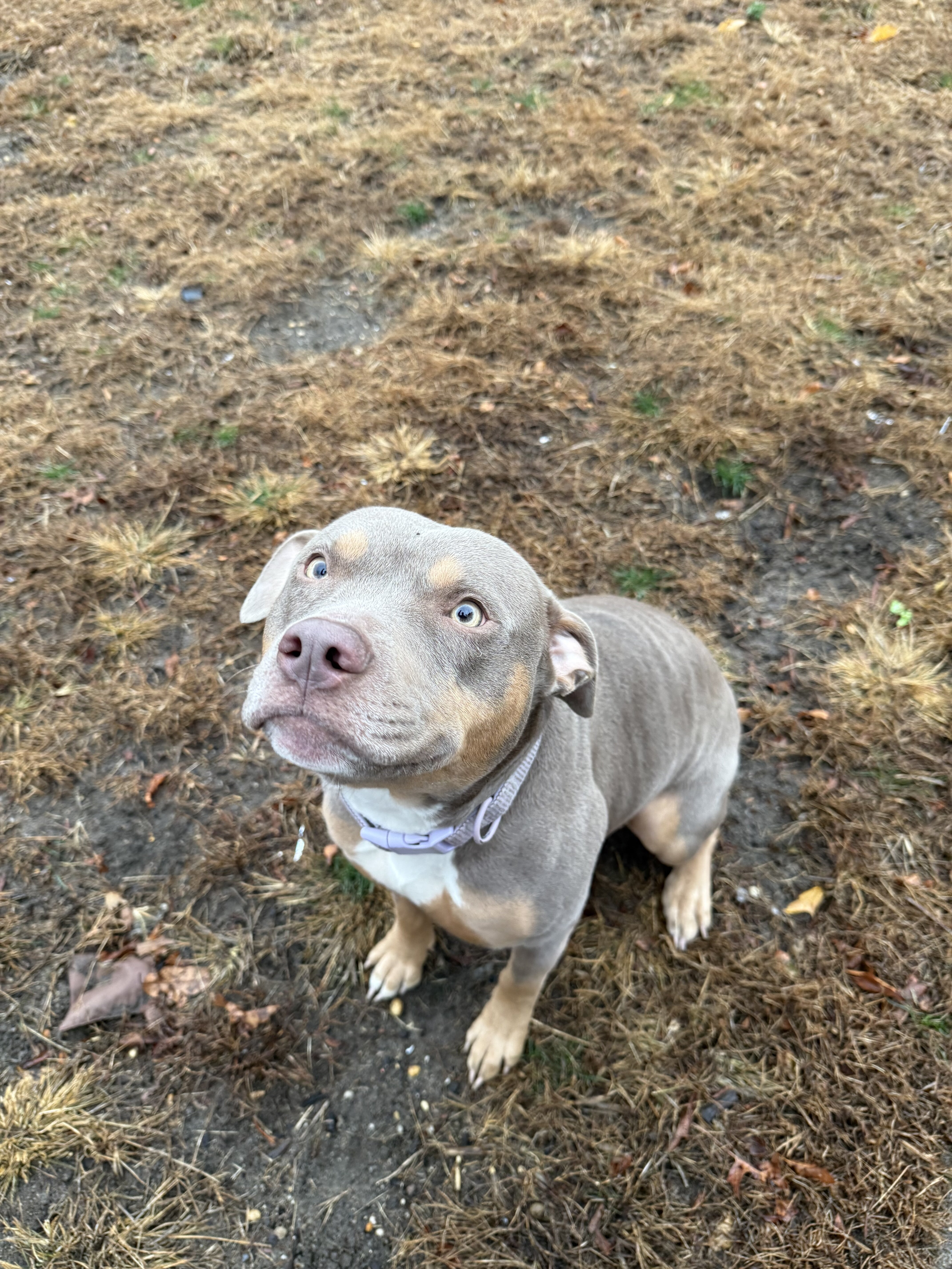 Luna - pitbull terrier image 4