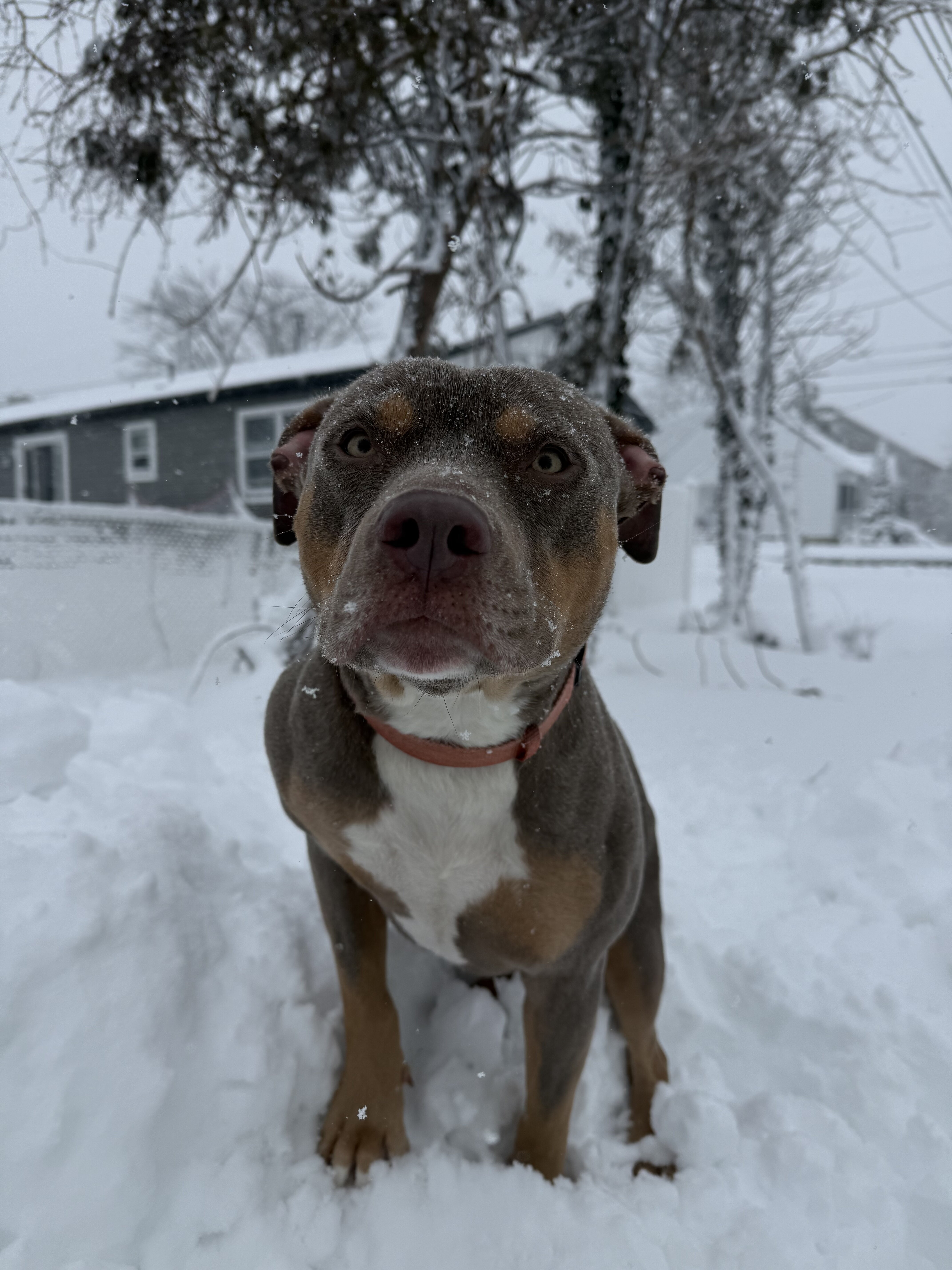 Luna - pitbull terrier image 5