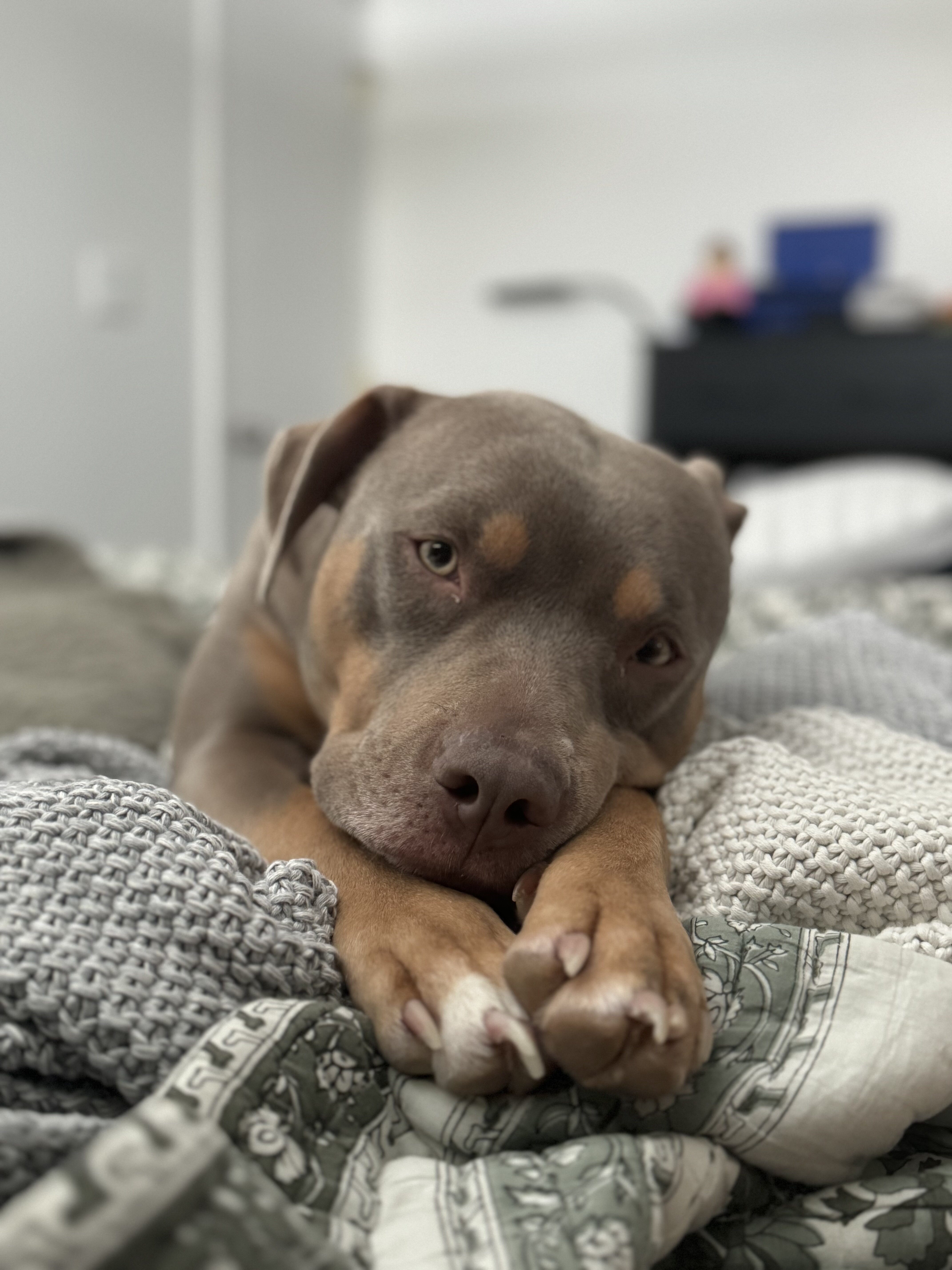 Luna - pitbull terrier image 1