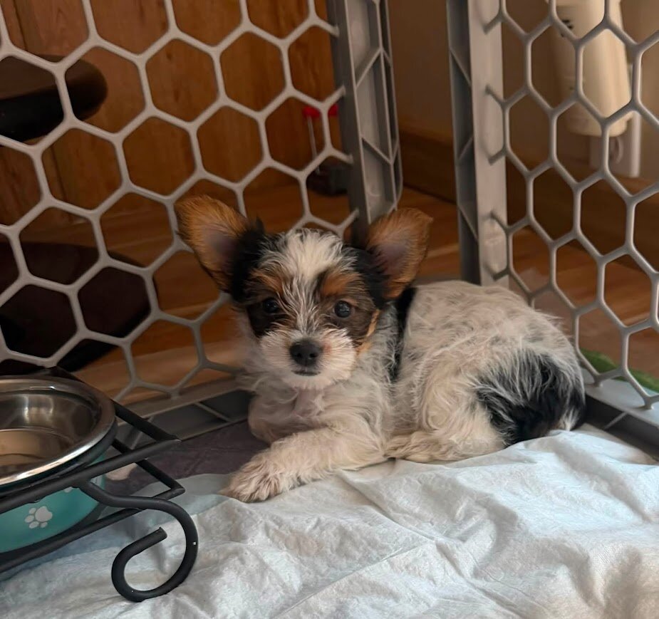 Yorkie Female image 1