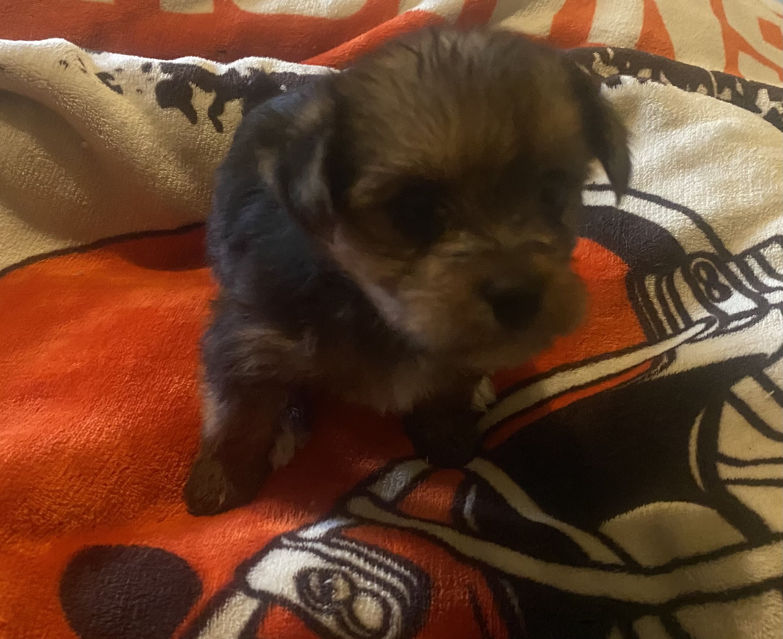 Yorkshire Terrier Puppy!!! image 1