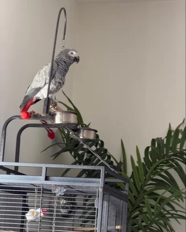 Congo African Grey Parrot Specie image 4